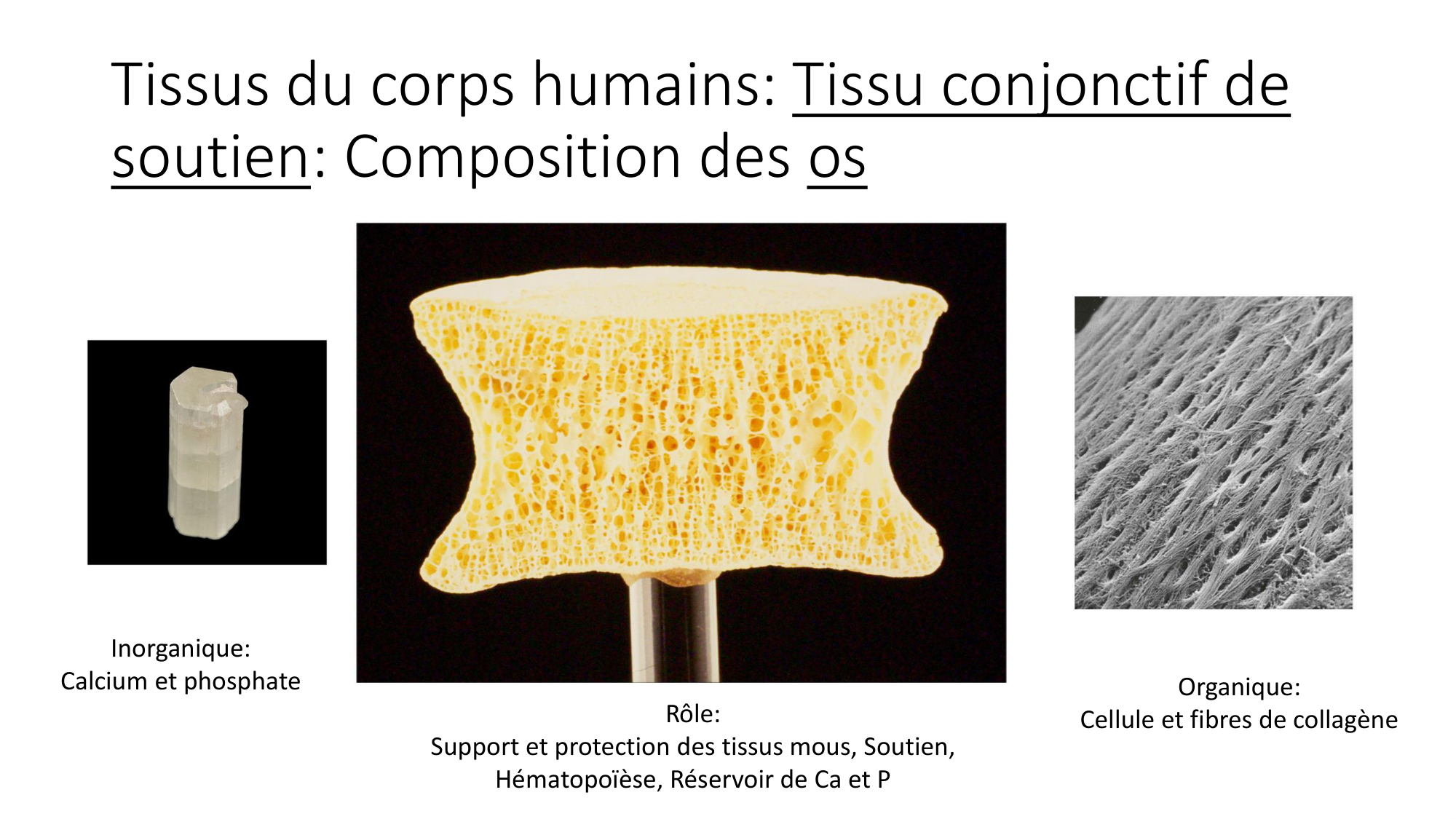 cours dintroduction anatomie 2025-26 page 41
