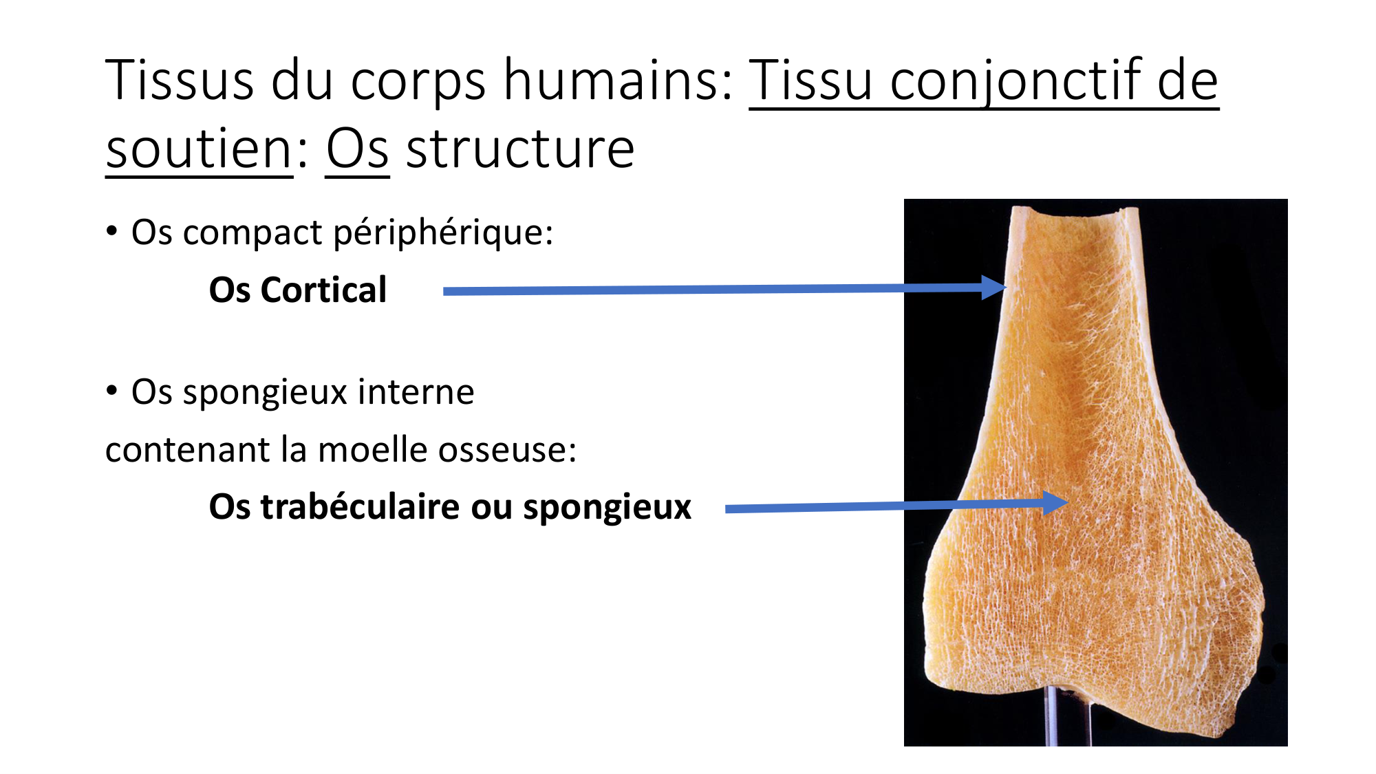cours dintroduction anatomie 2025-26 page 42