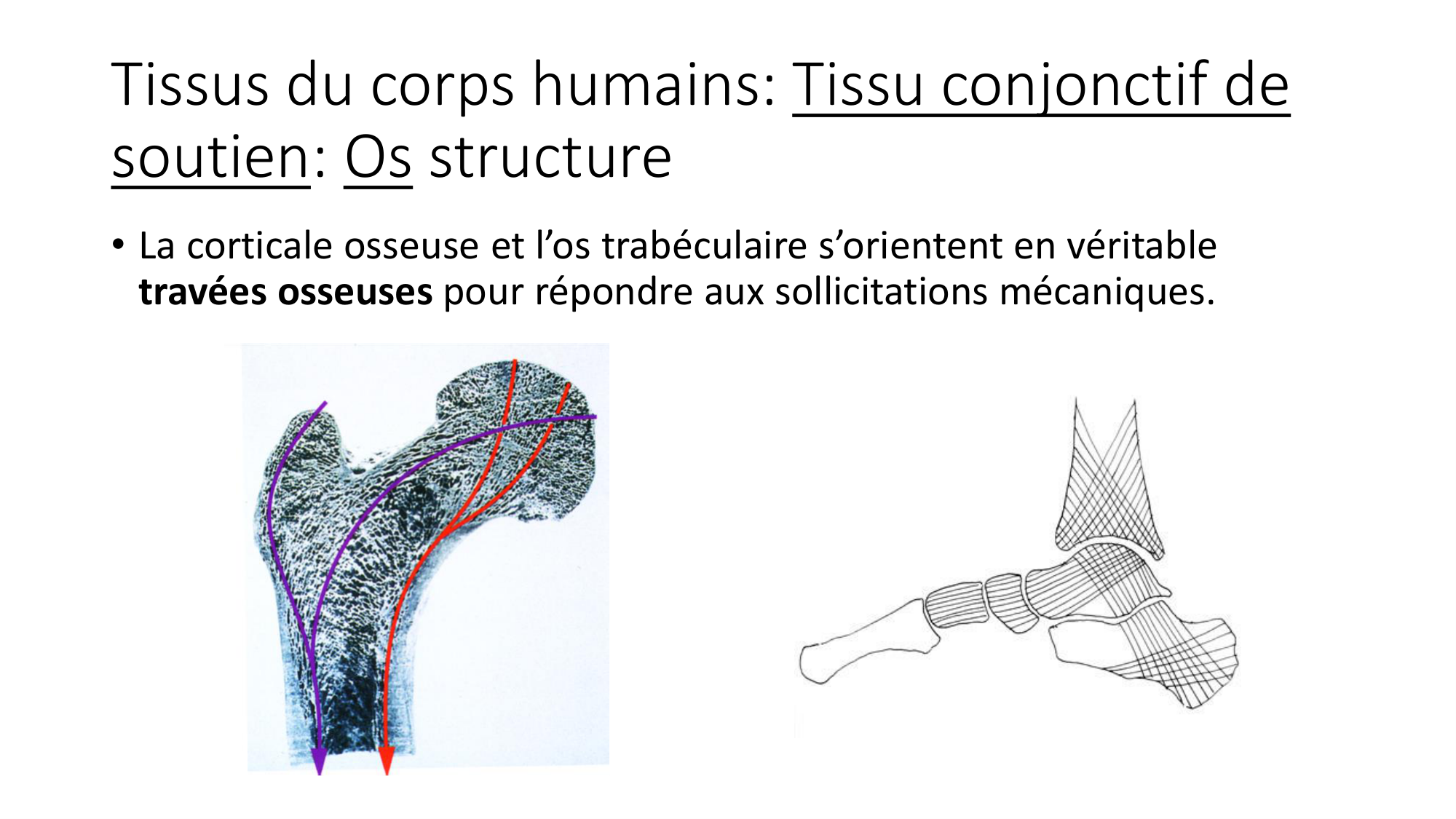 cours dintroduction anatomie 2025-26 page 43