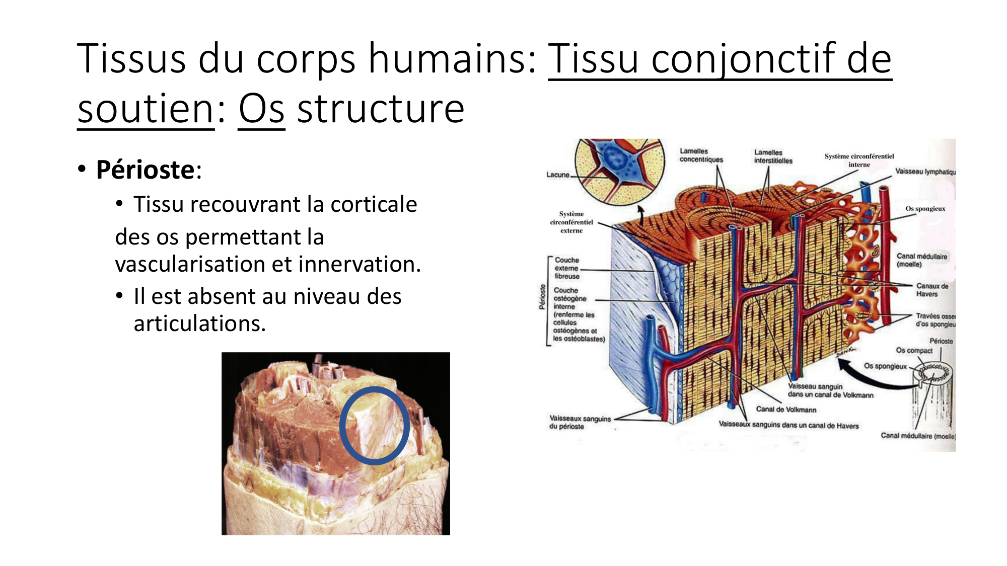 cours dintroduction anatomie 2025-26 page 44