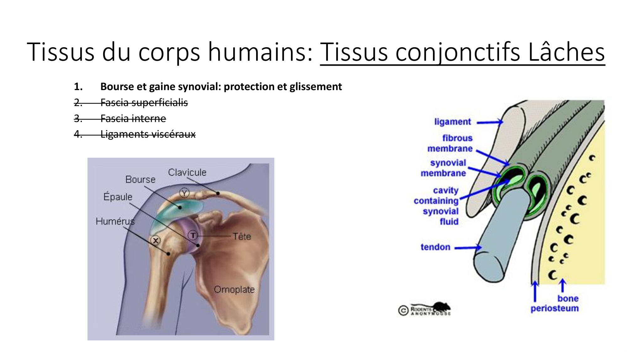 cours dintroduction anatomie 2025-26 page 47