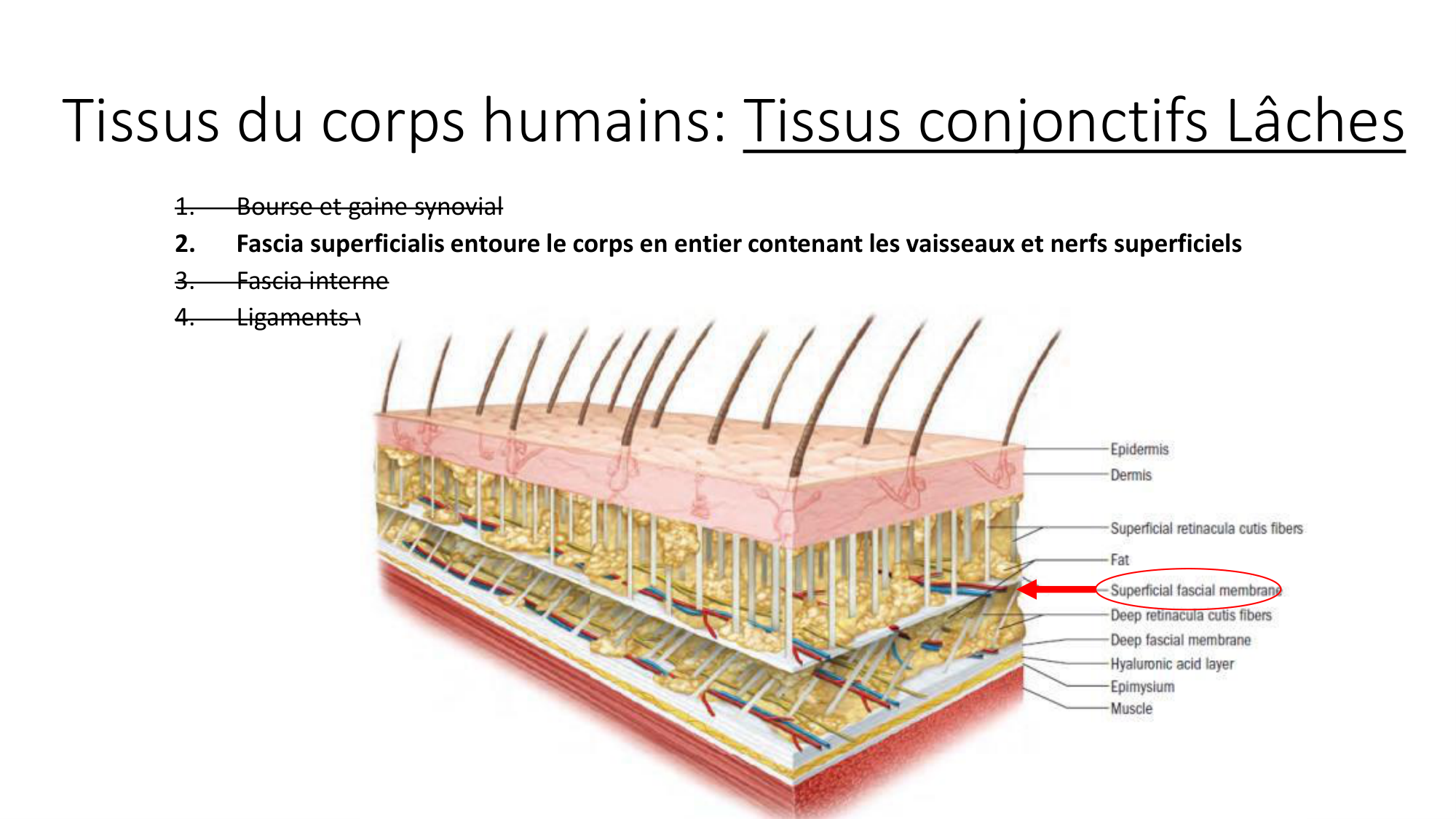 cours dintroduction anatomie 2025-26 page 48