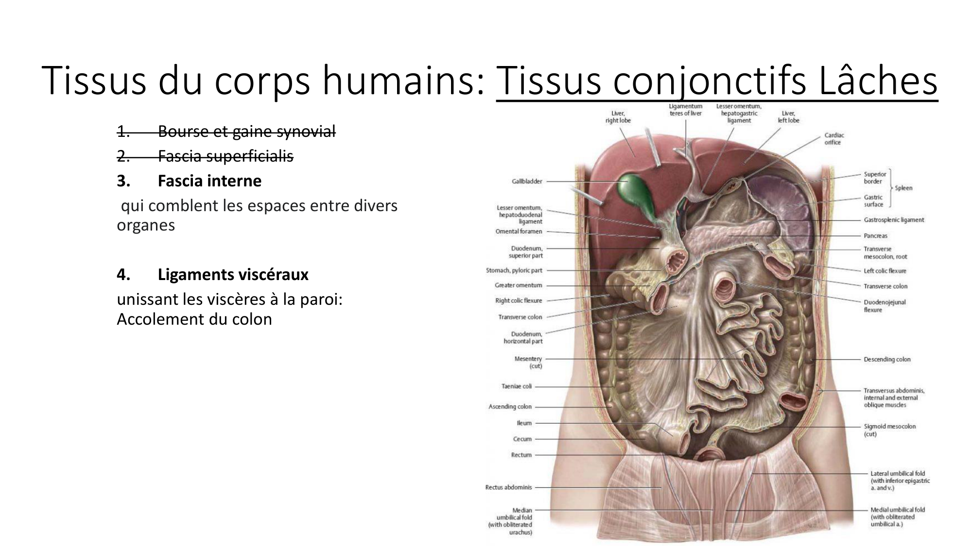 cours dintroduction anatomie 2025-26 page 49