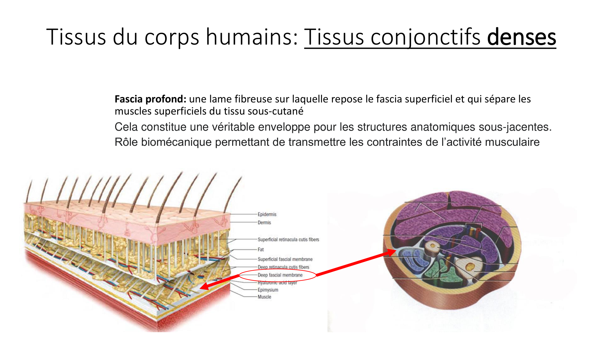 cours dintroduction anatomie 2025-26 page 50