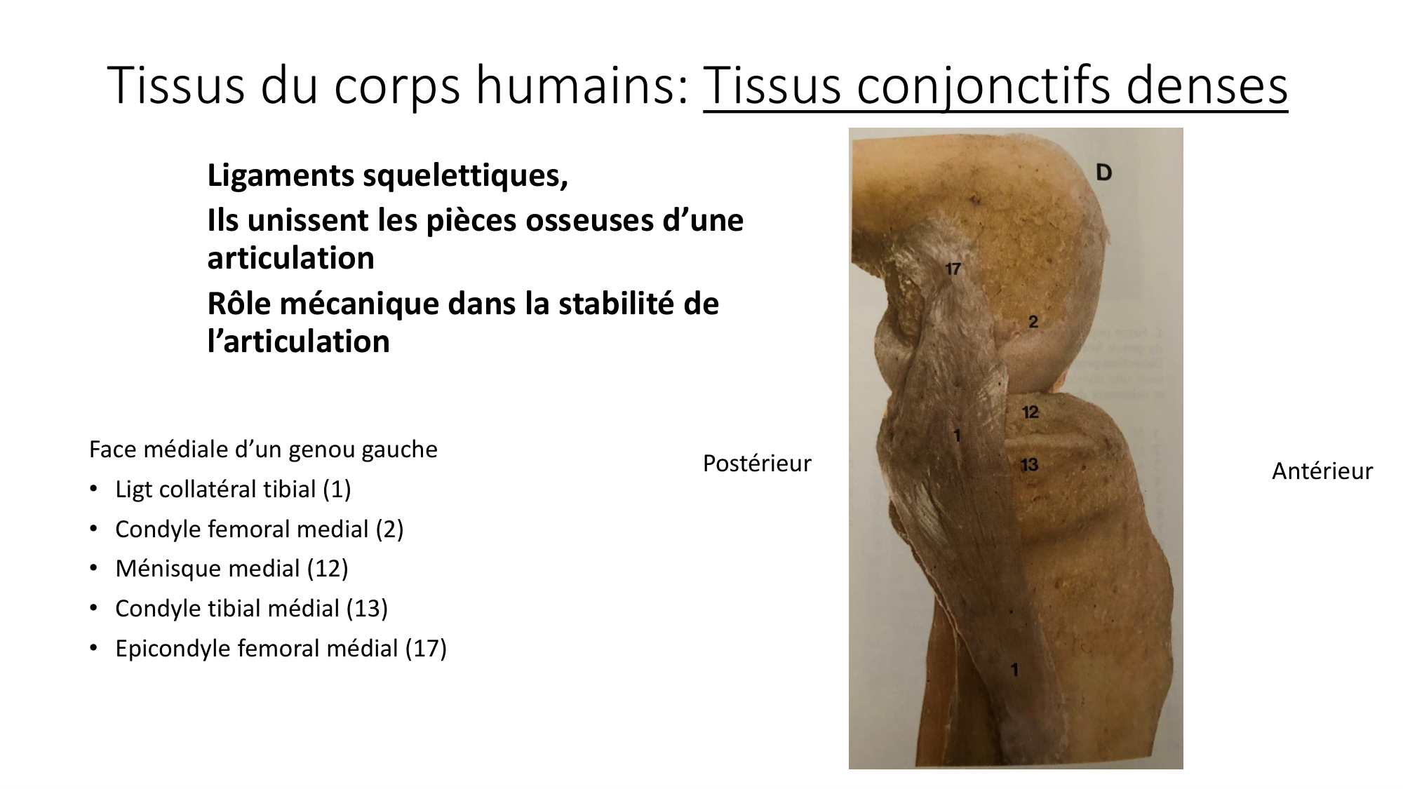 cours dintroduction anatomie 2025-26 page 53