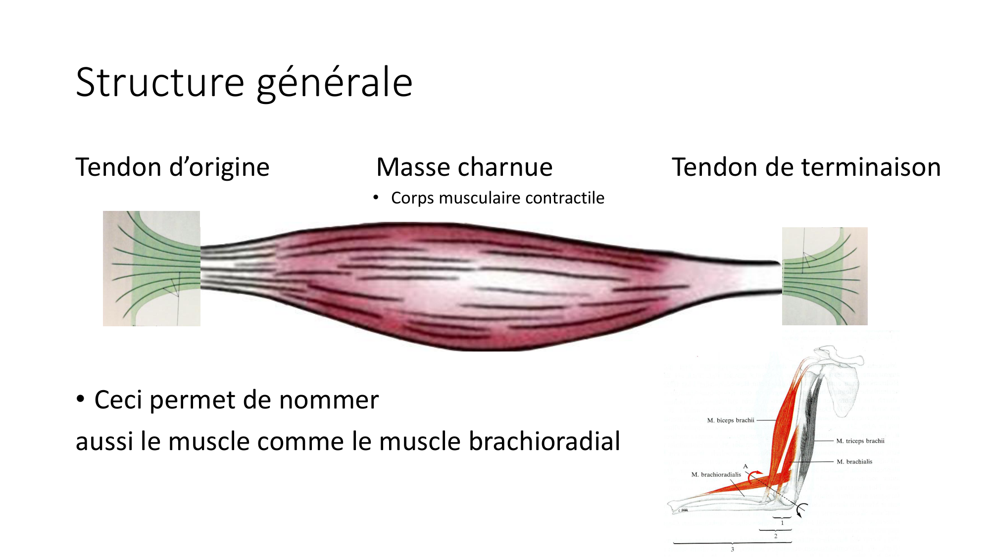 cours dintroduction anatomie 2025-26 page 55