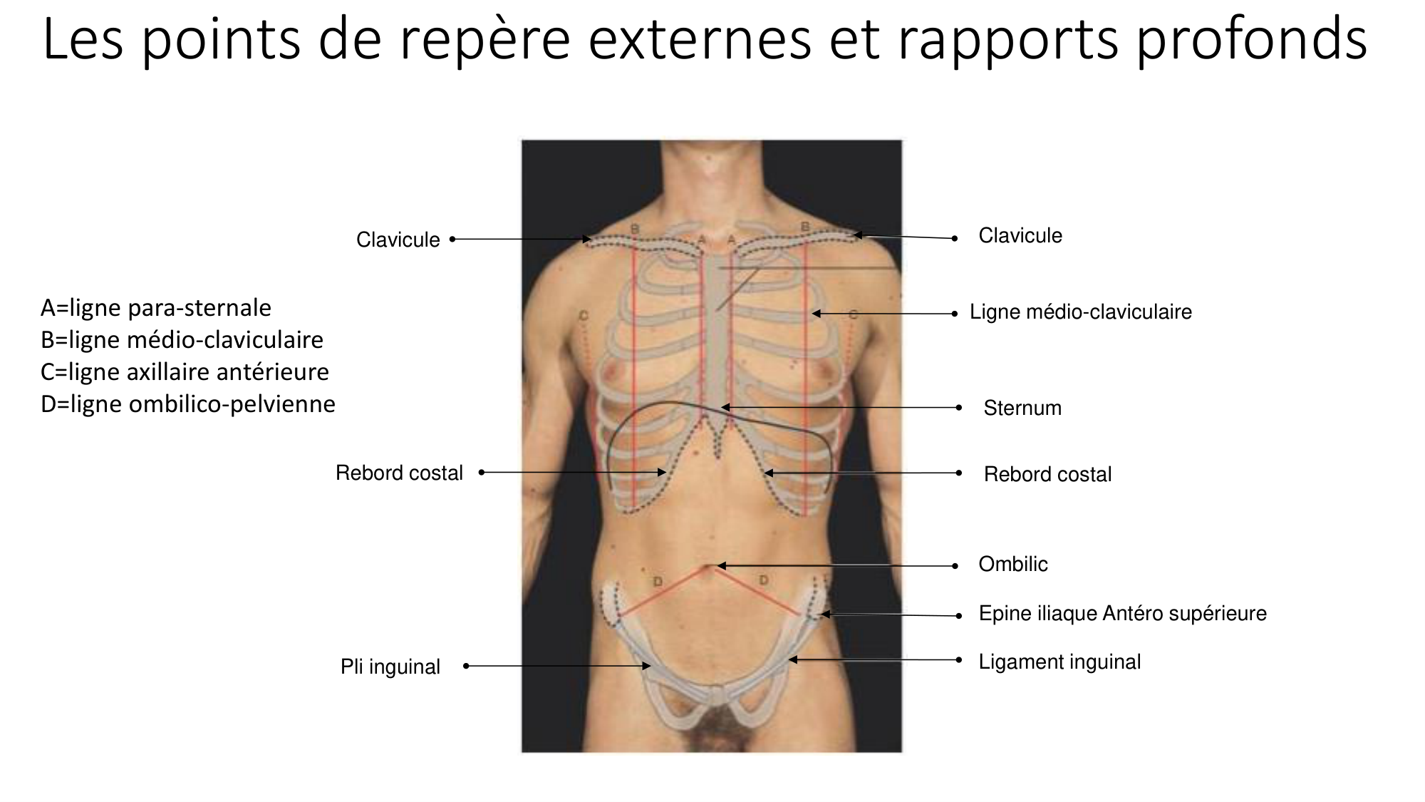 cours dintroduction anatomie 2025-26 page 58
