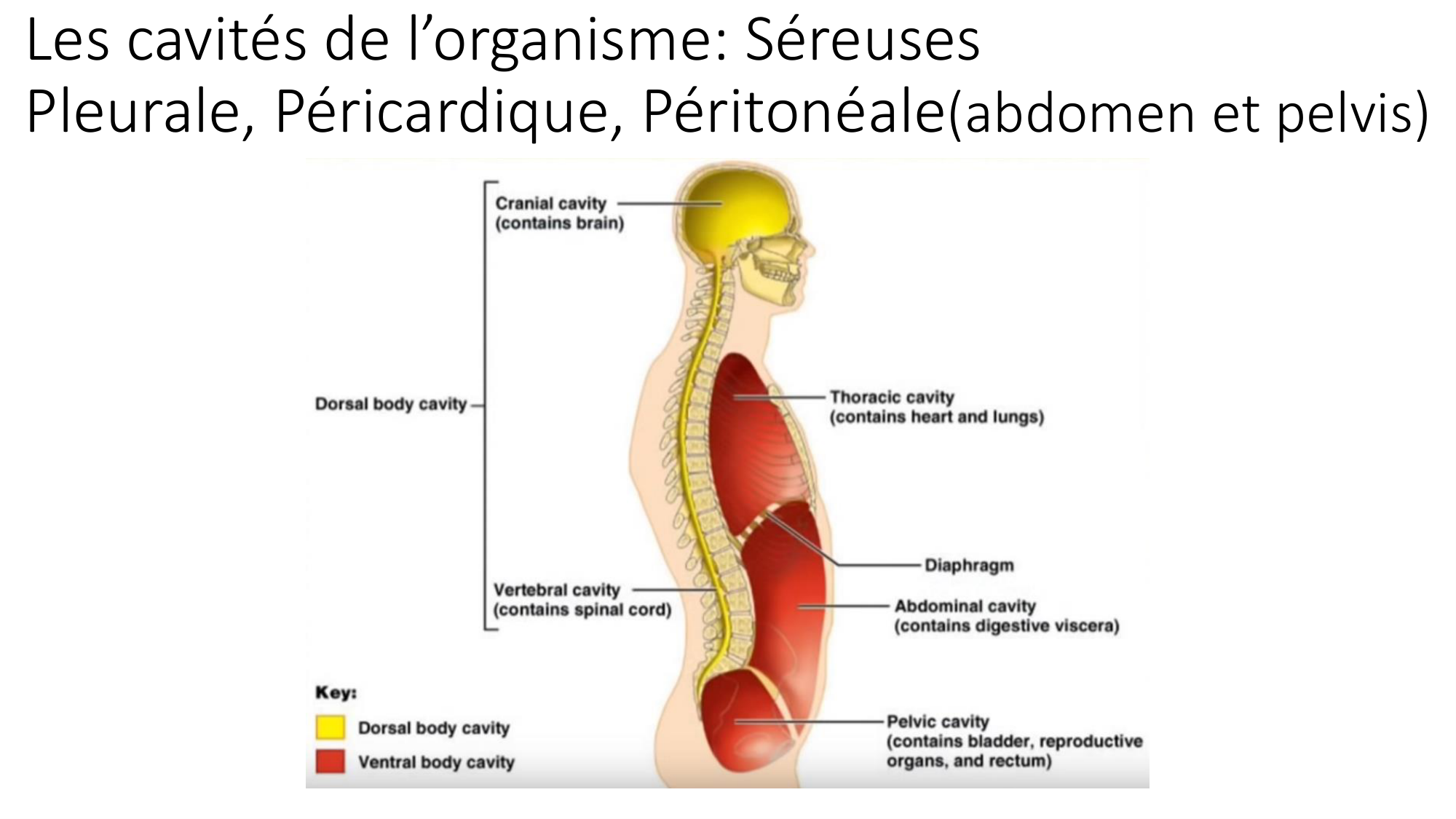 cours dintroduction anatomie 2025-26 page 61