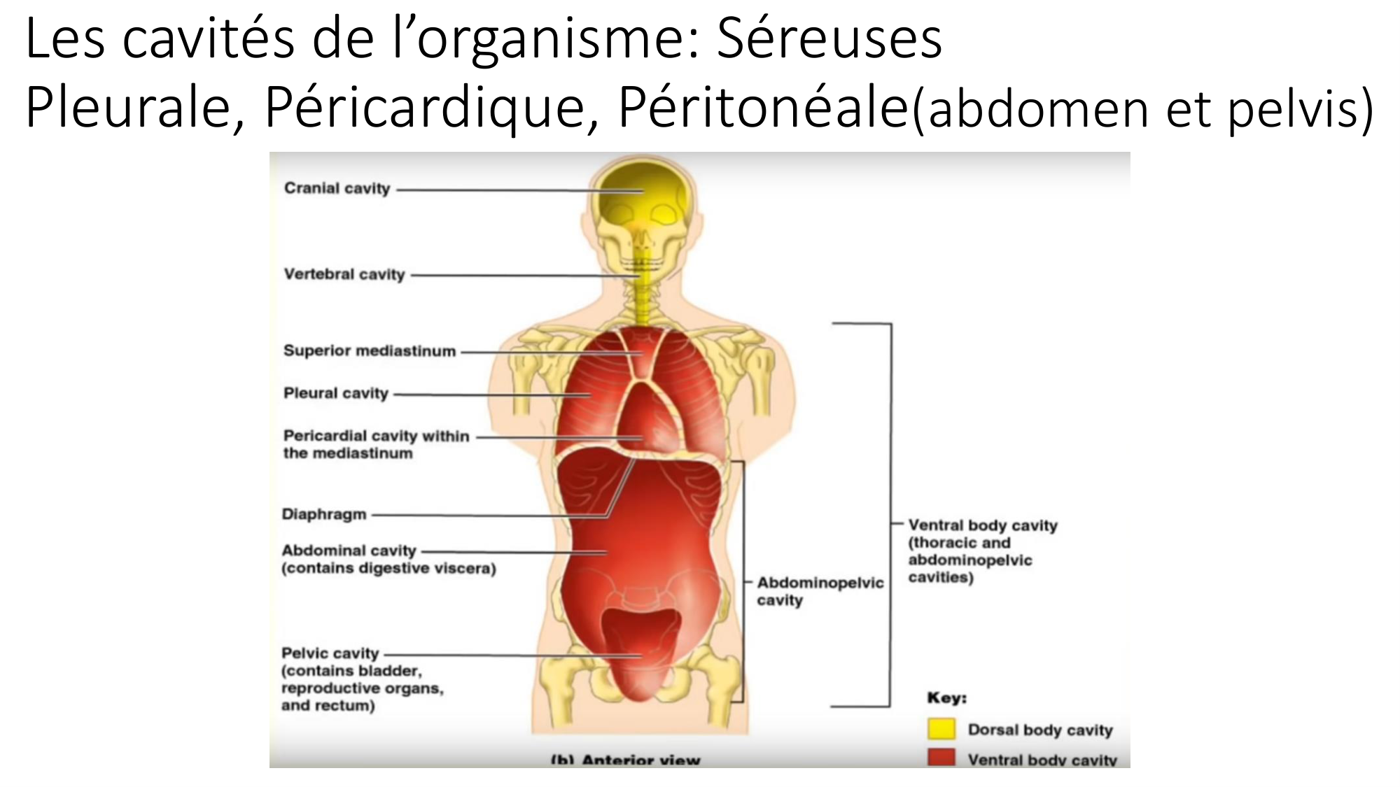 cours dintroduction anatomie 2025-26 page 62