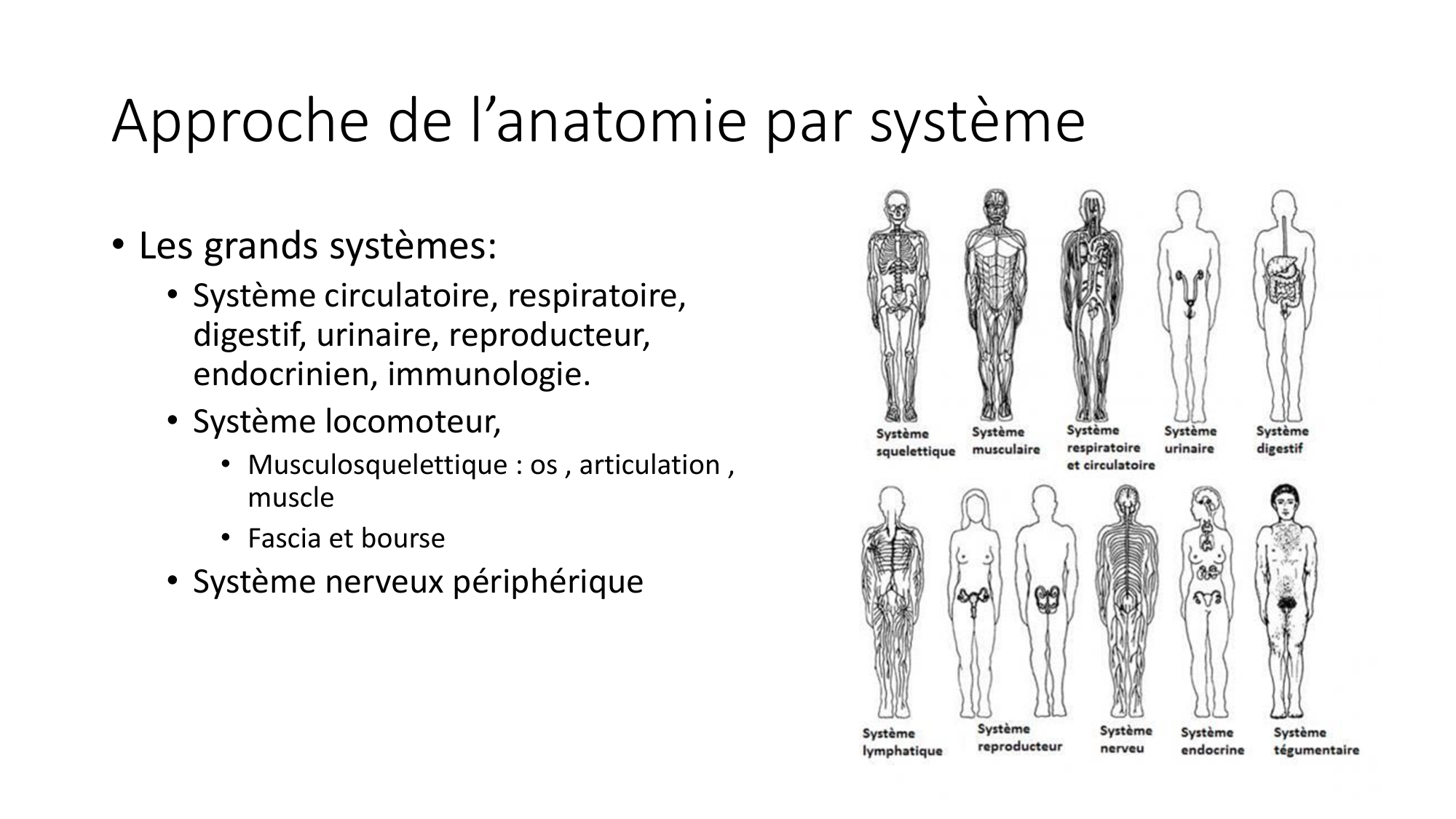 cours dintroduction anatomie 2025-26 page 63