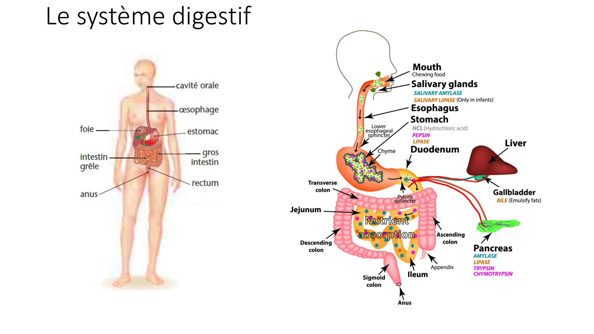 cours dintroduction anatomie 2025-26 page 66