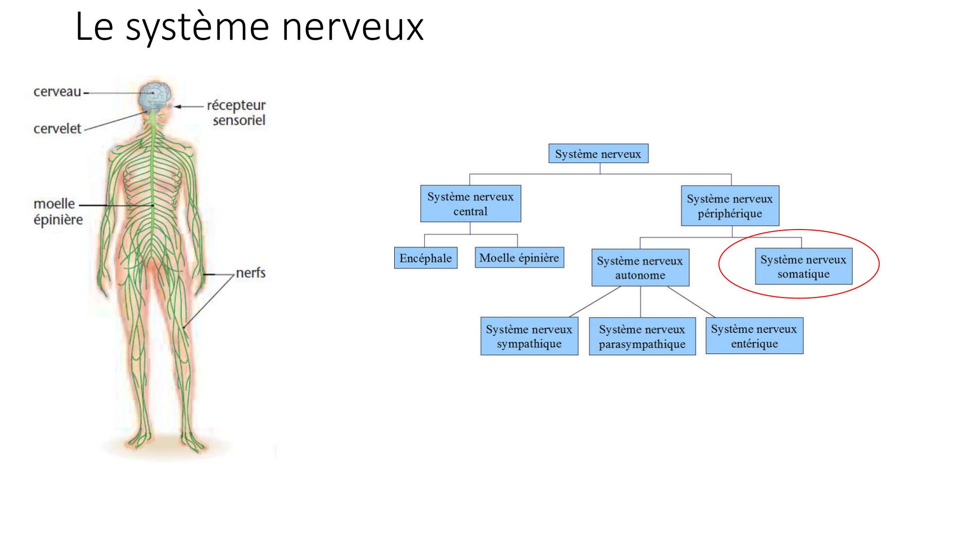 cours dintroduction anatomie 2025-26 page 74