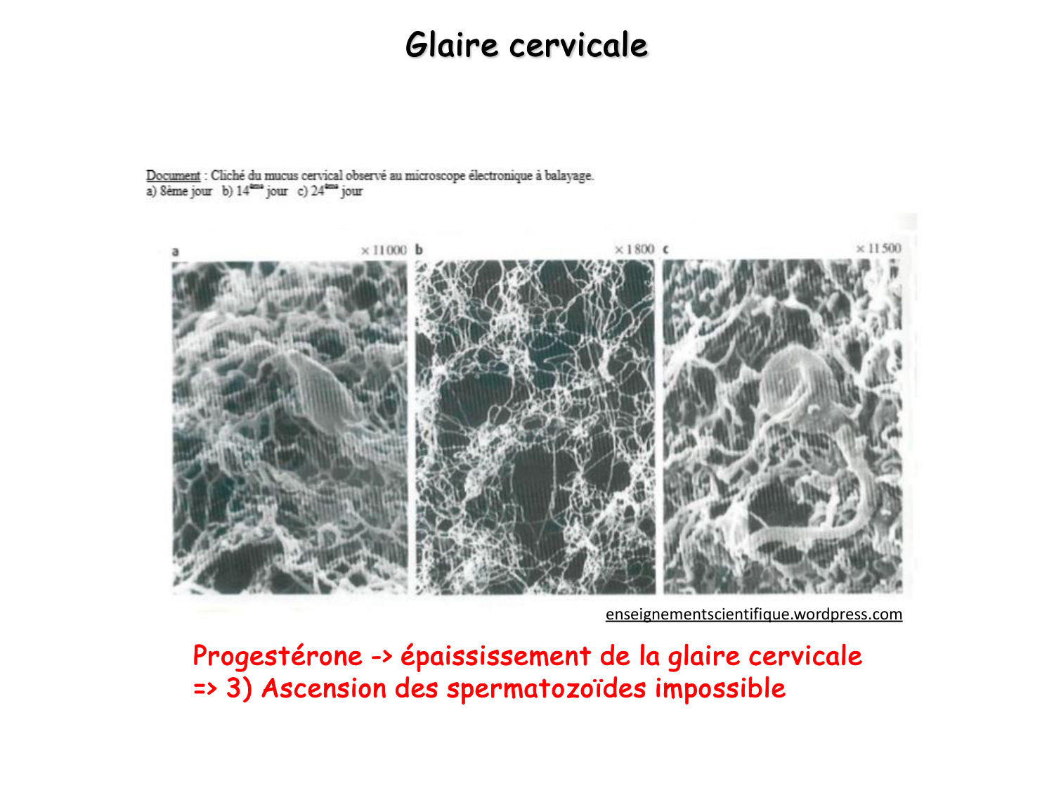 Reproduction — synthèse page 22