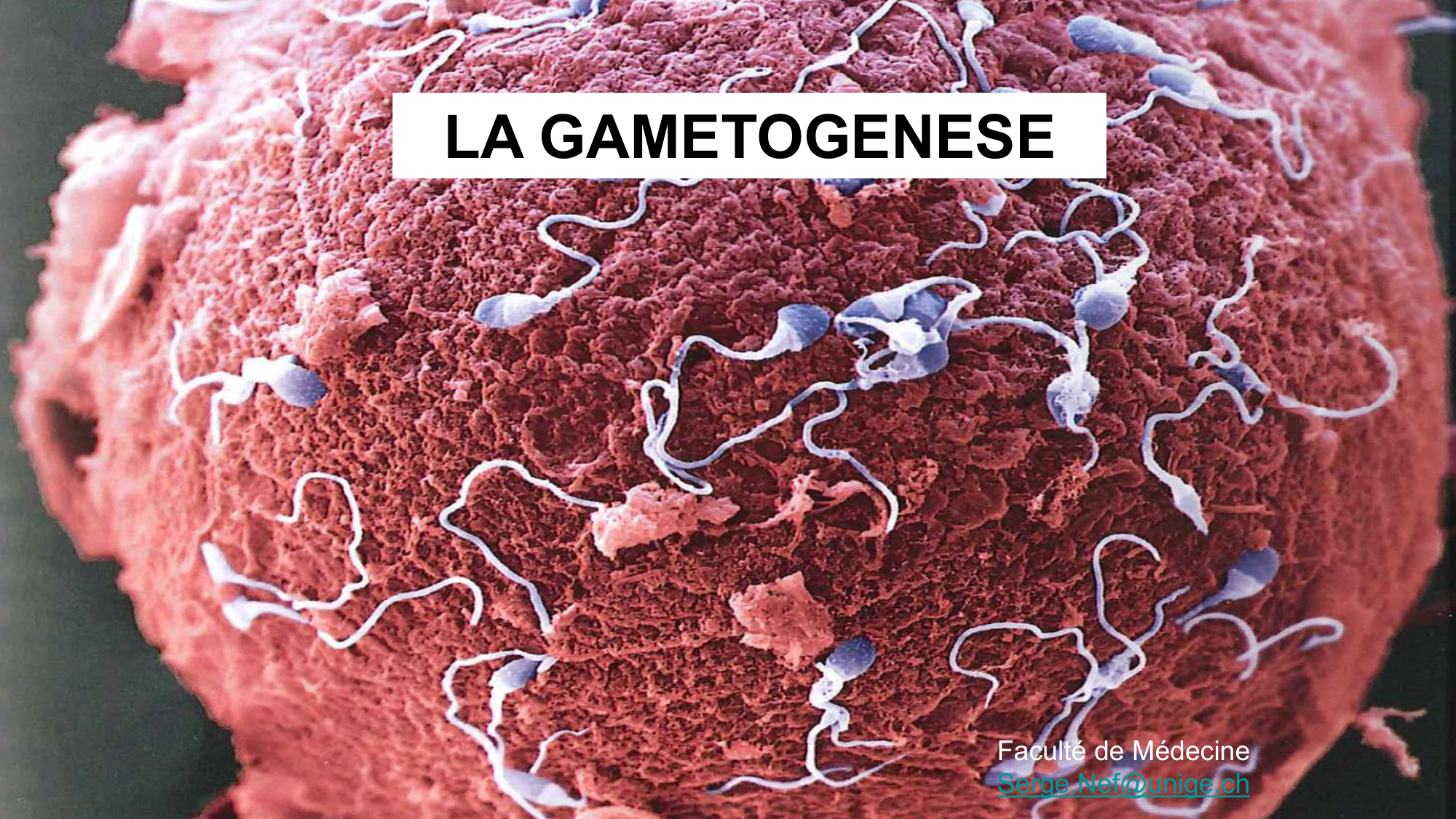 Gamétogenèse page 1