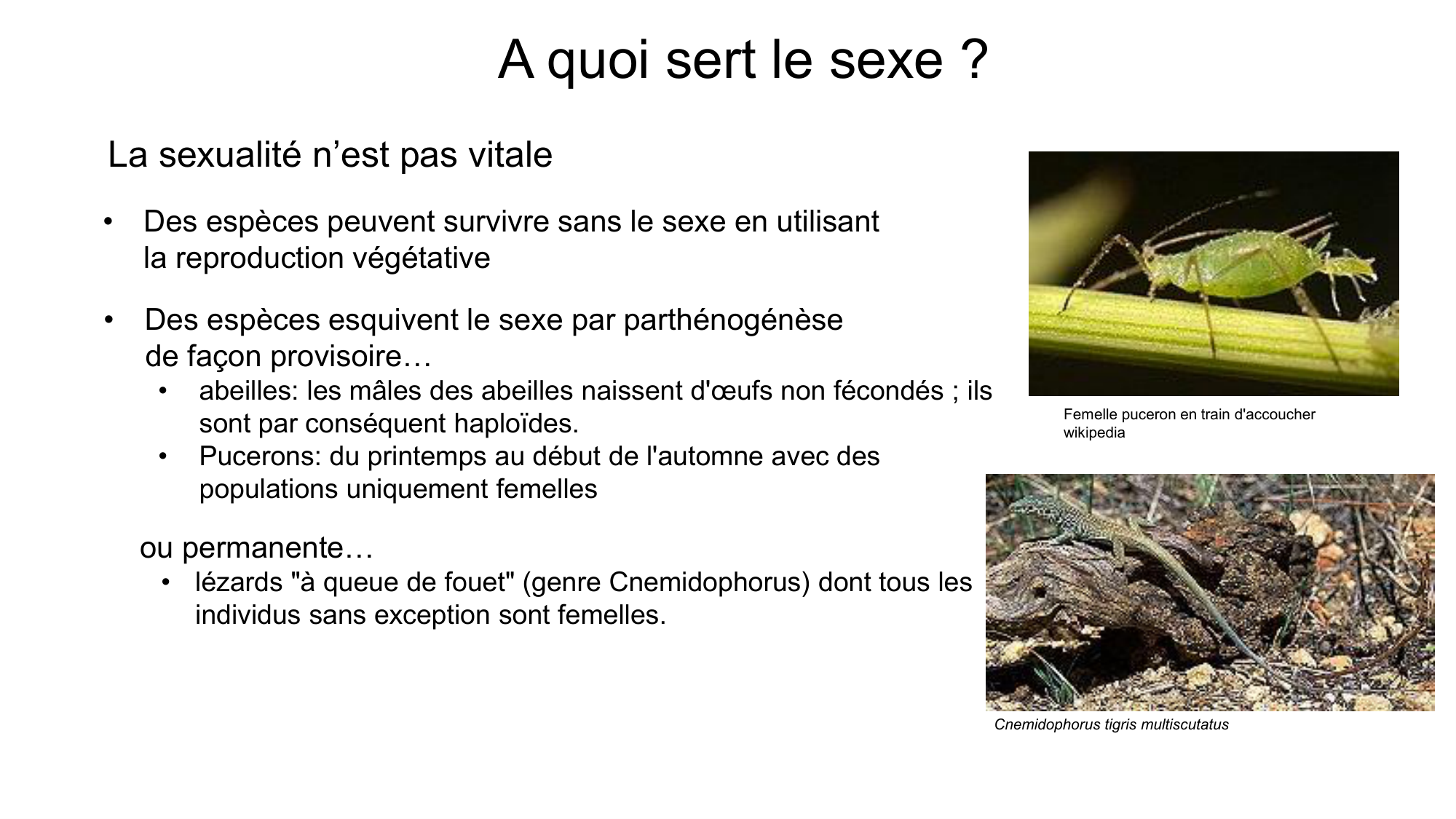 Gamétogenèse page 2