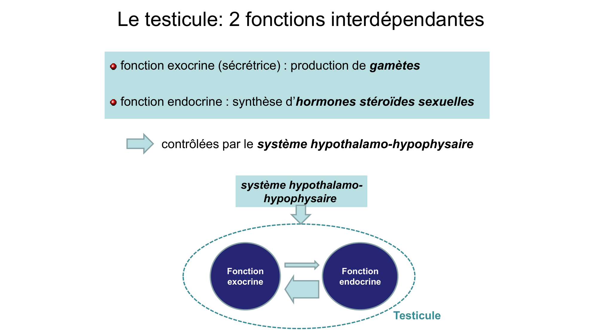 Gamétogenèse page 7