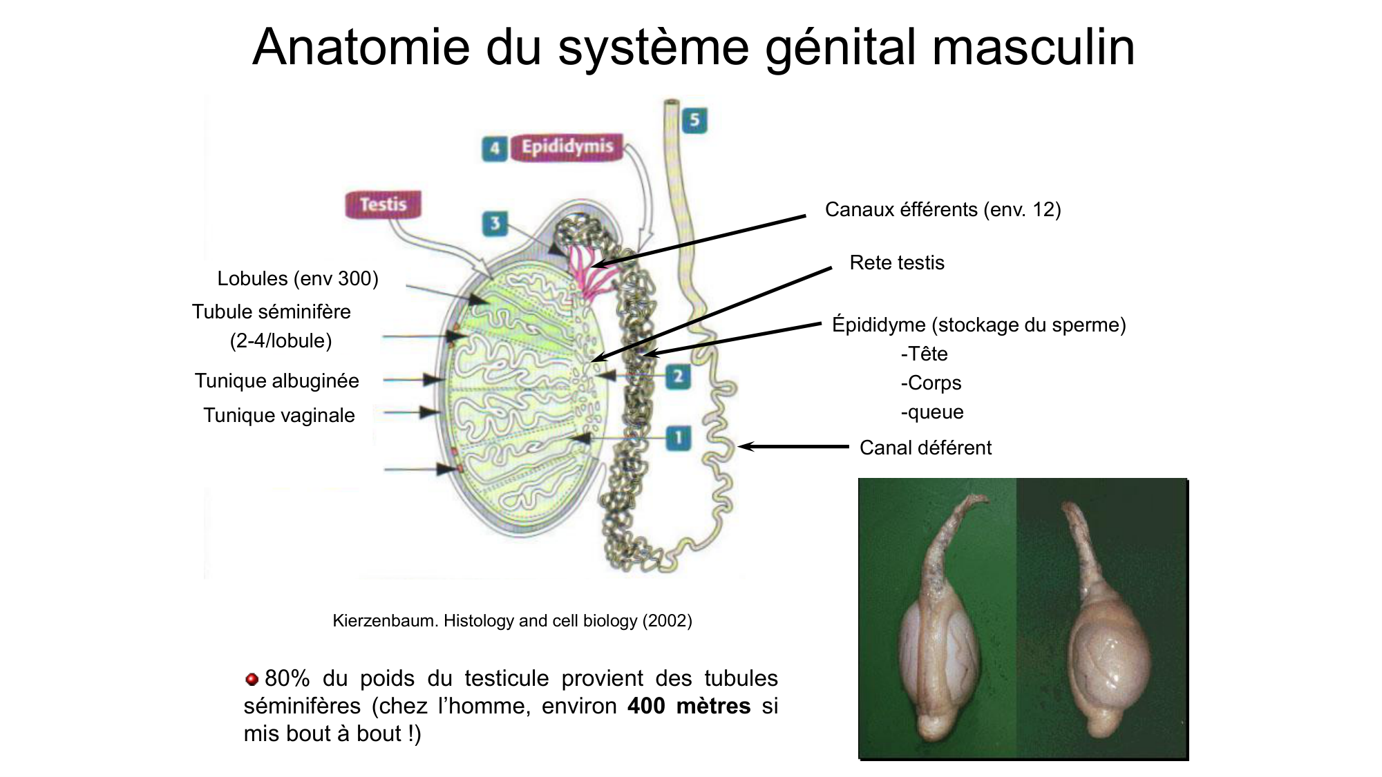 Gamétogenèse page 8