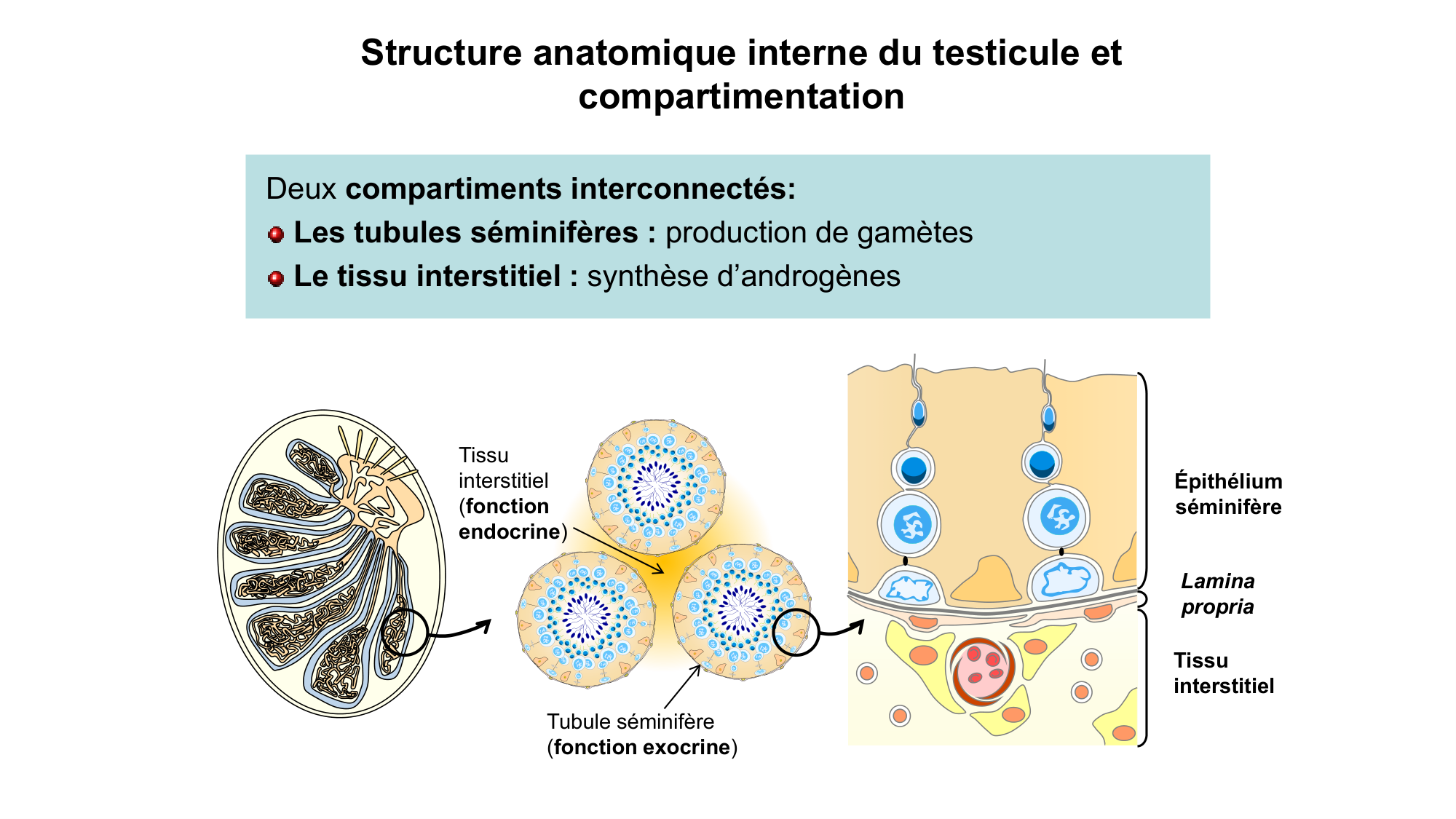 Gamétogenèse page 9