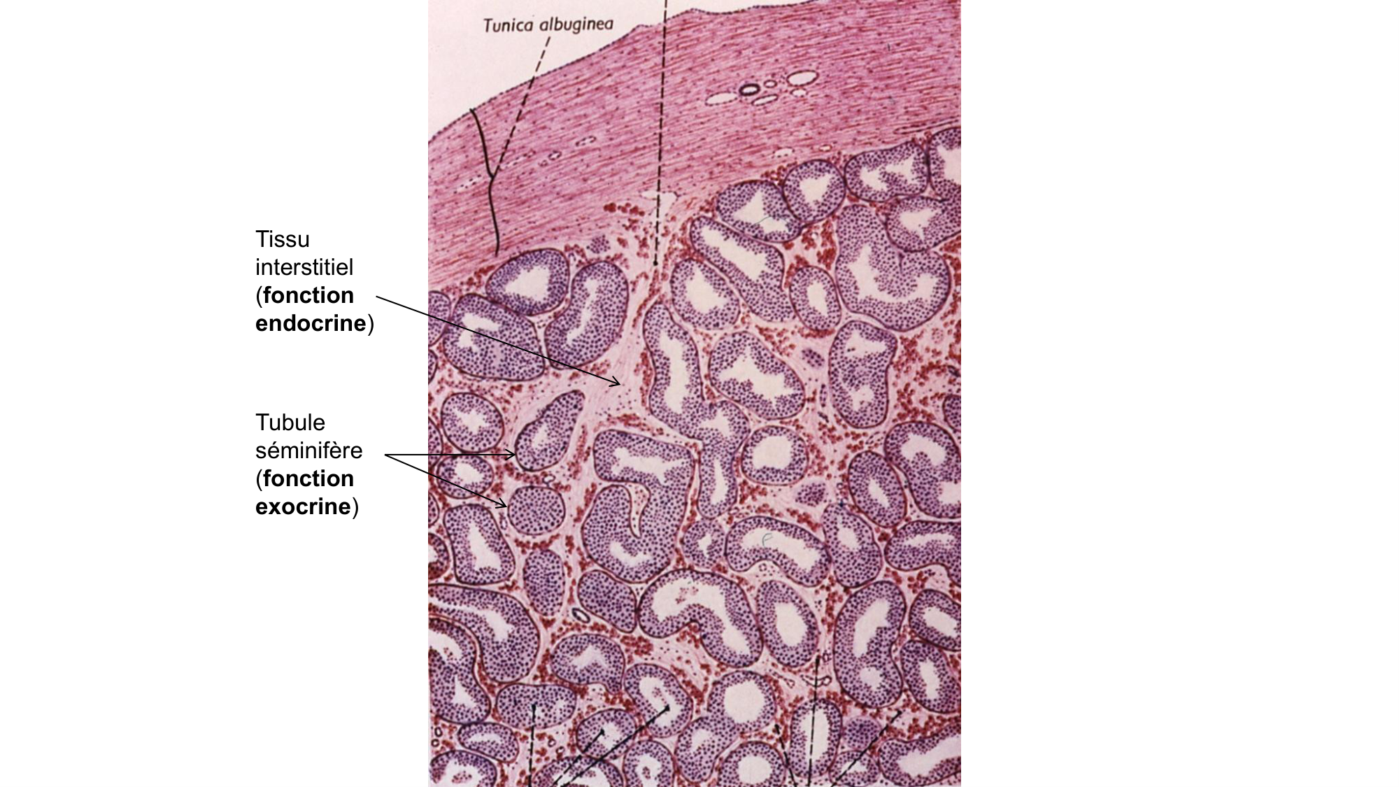 Gamétogenèse page 10