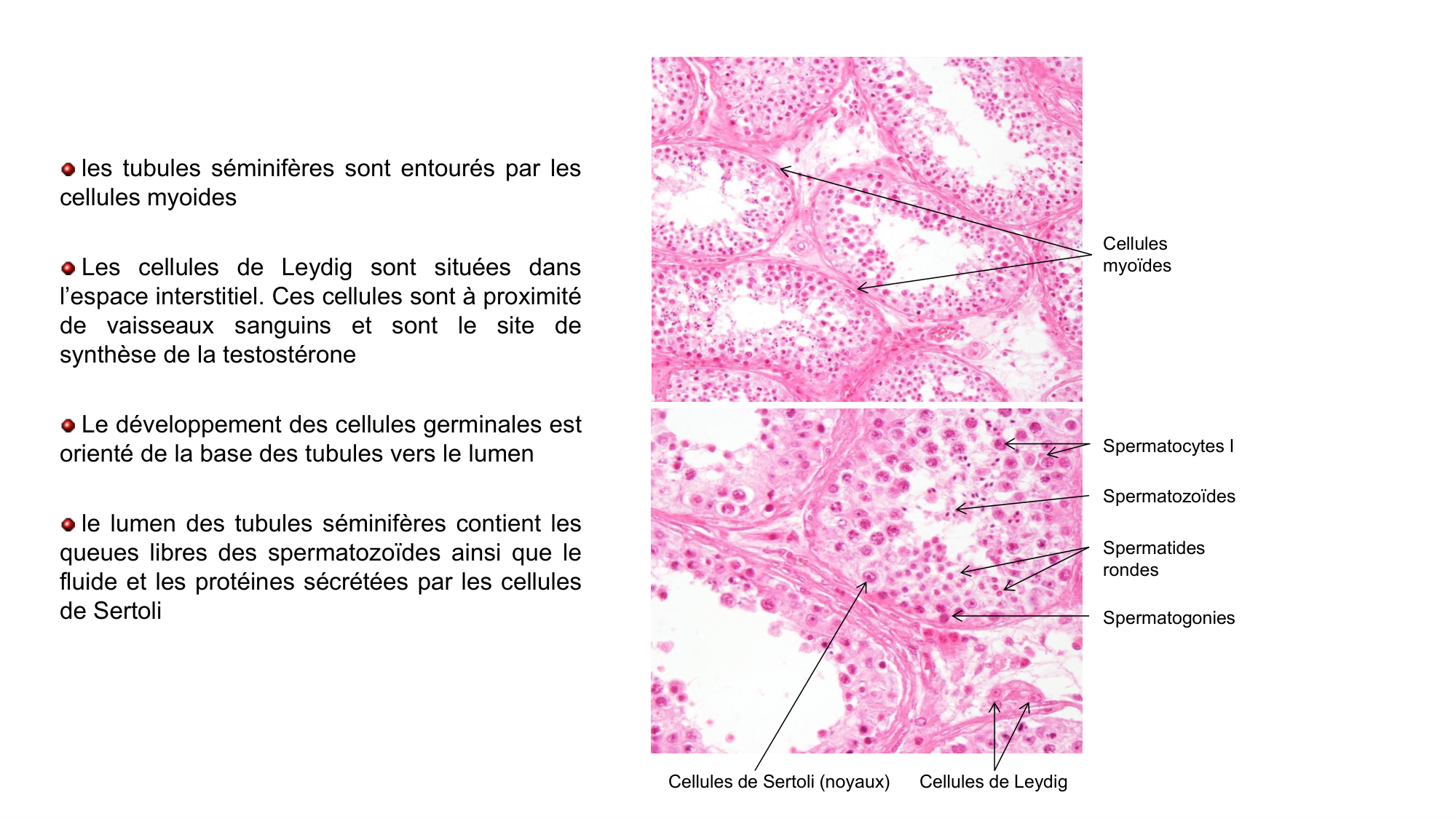 Gamétogenèse page 11