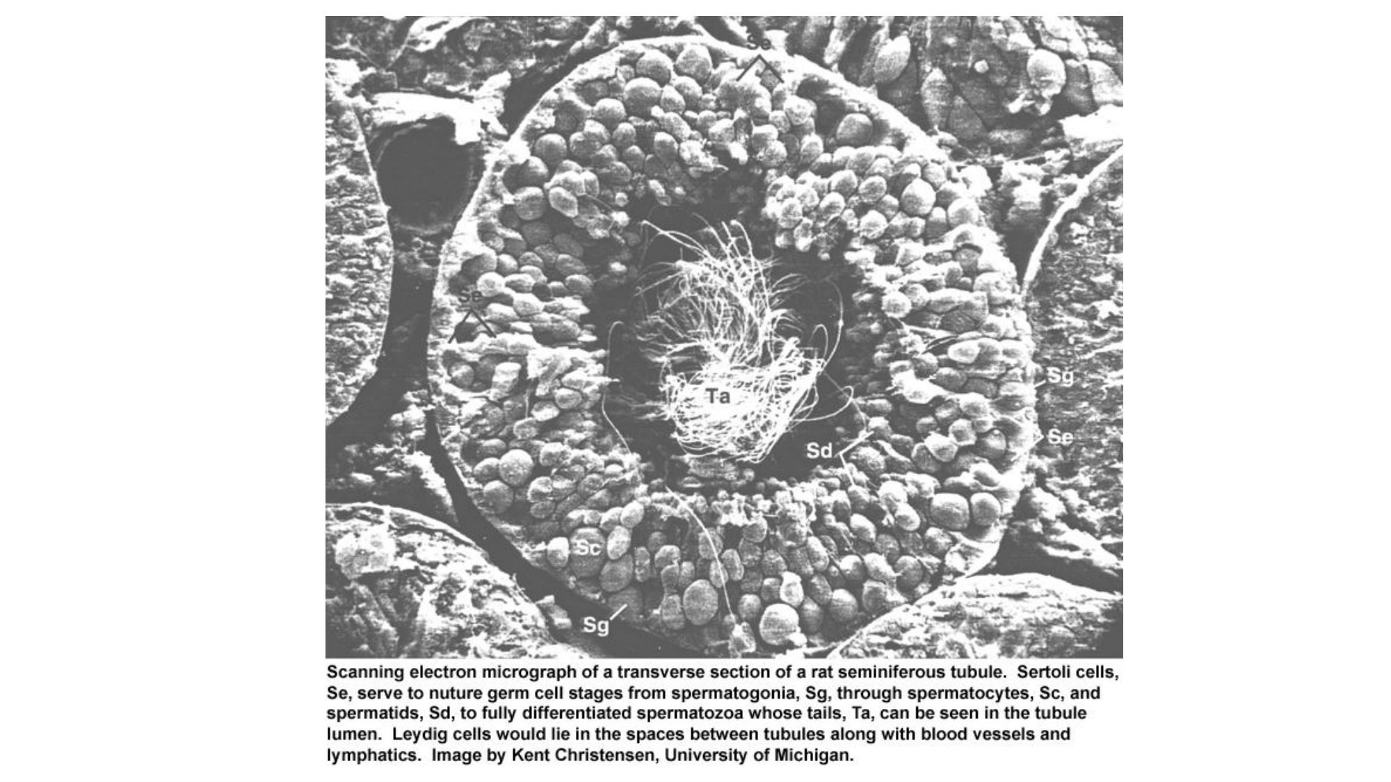 Gamétogenèse page 12