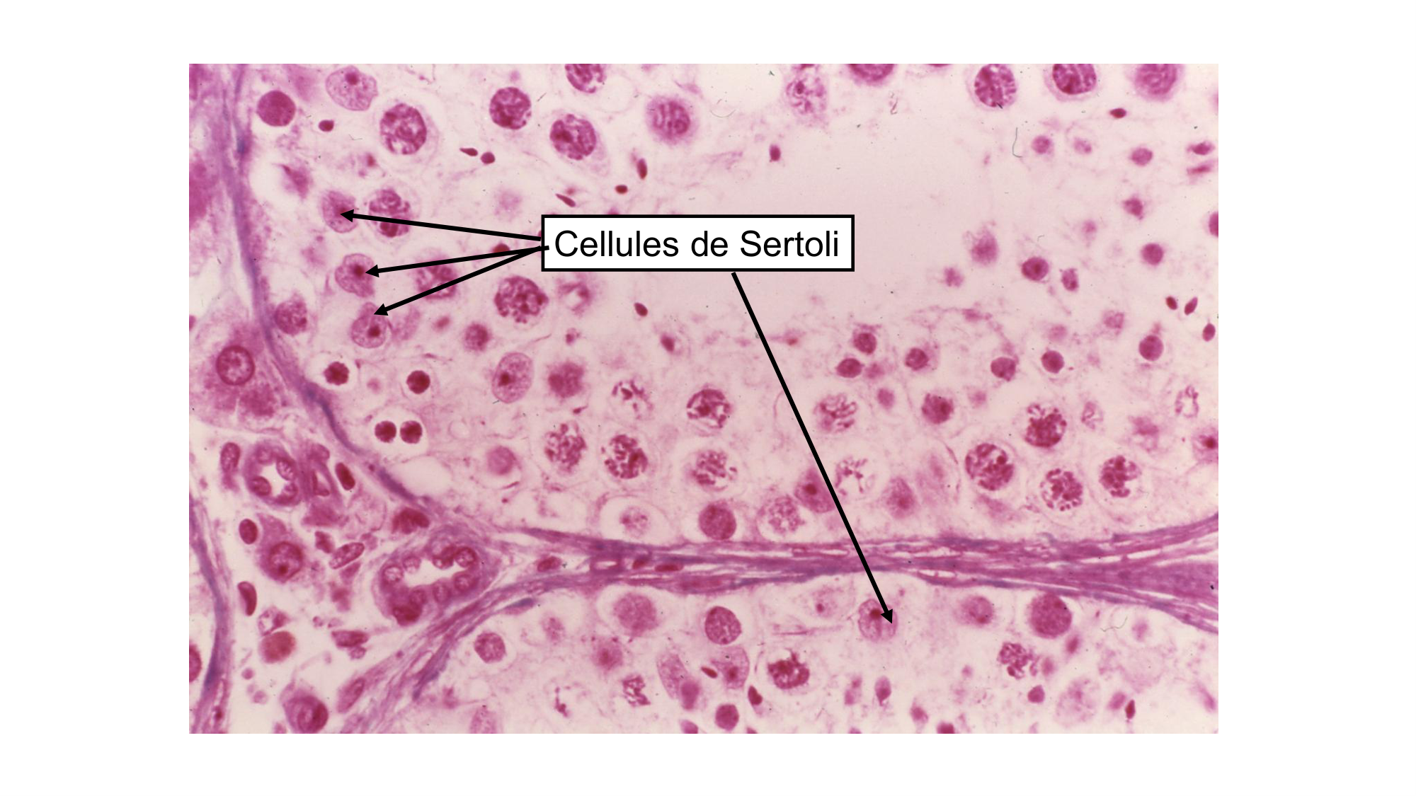 Gamétogenèse page 14