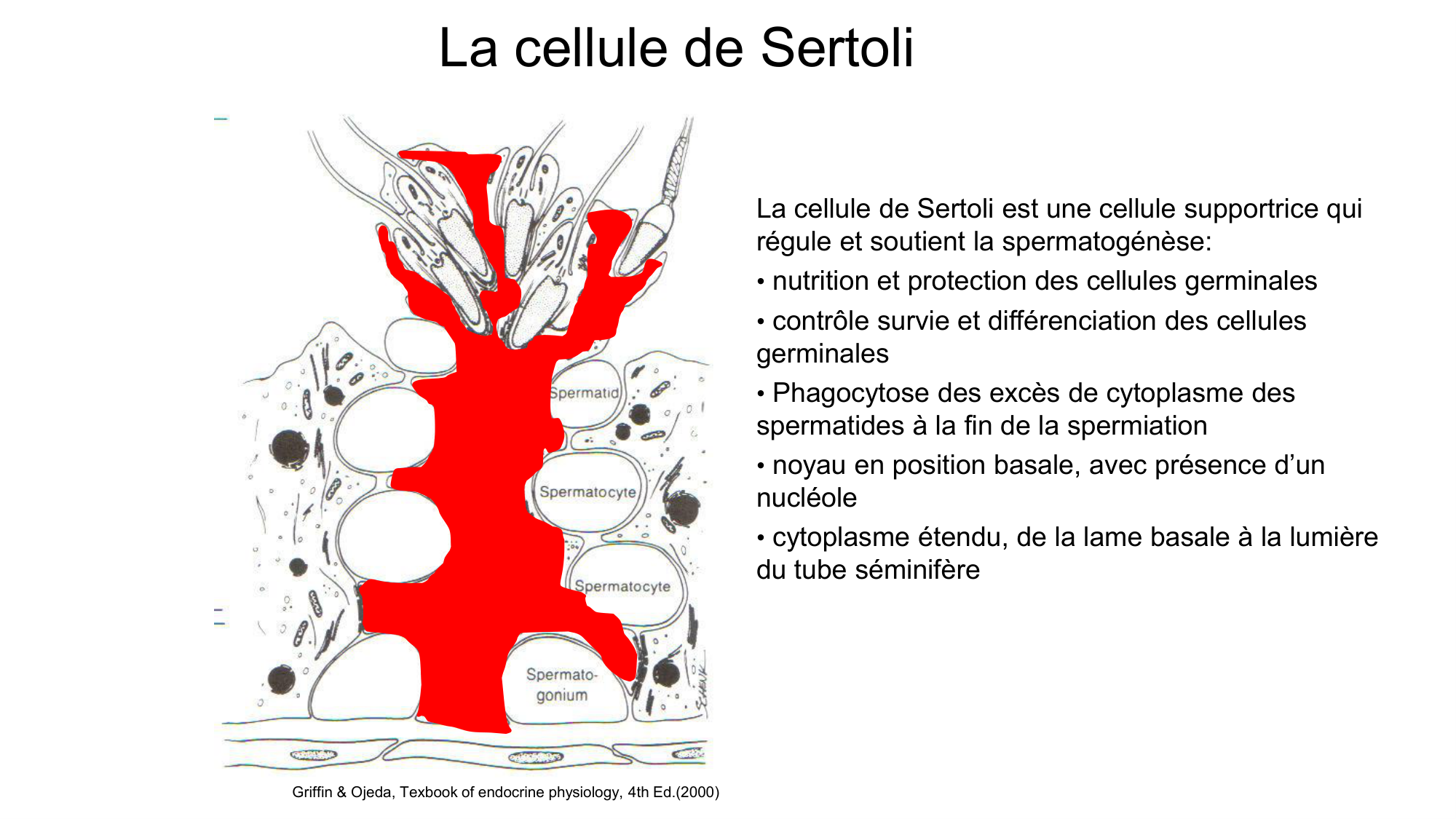Gamétogenèse page 15