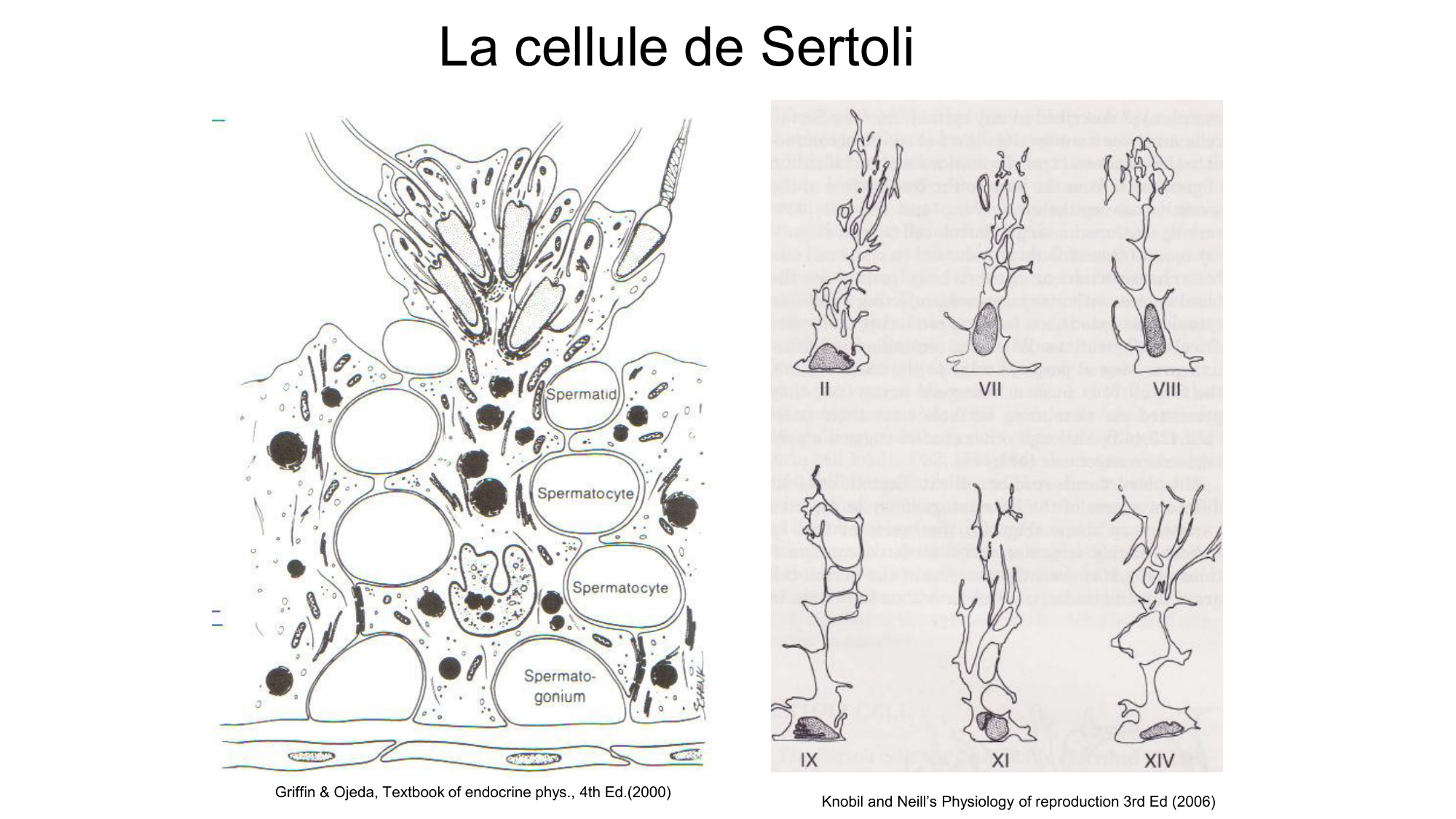 Gamétogenèse page 16