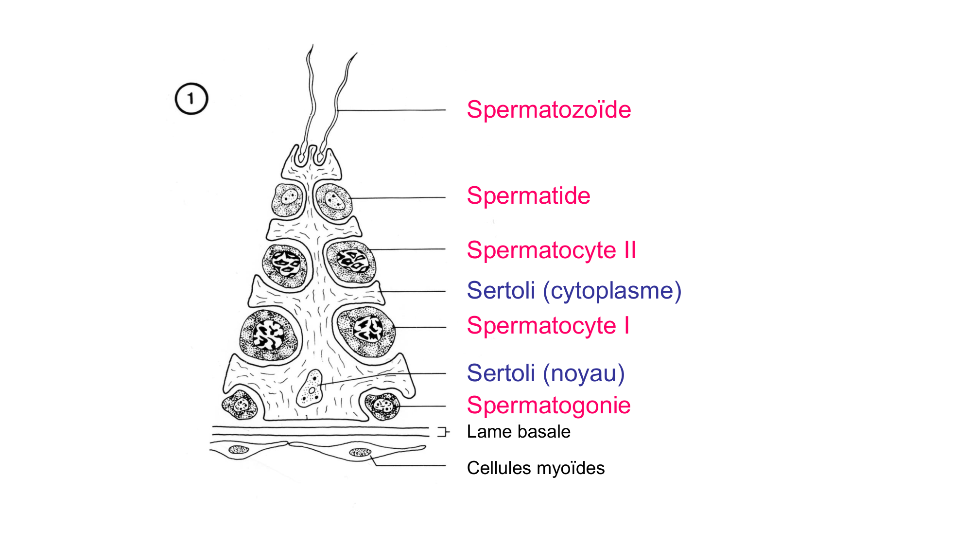 Gamétogenèse page 17