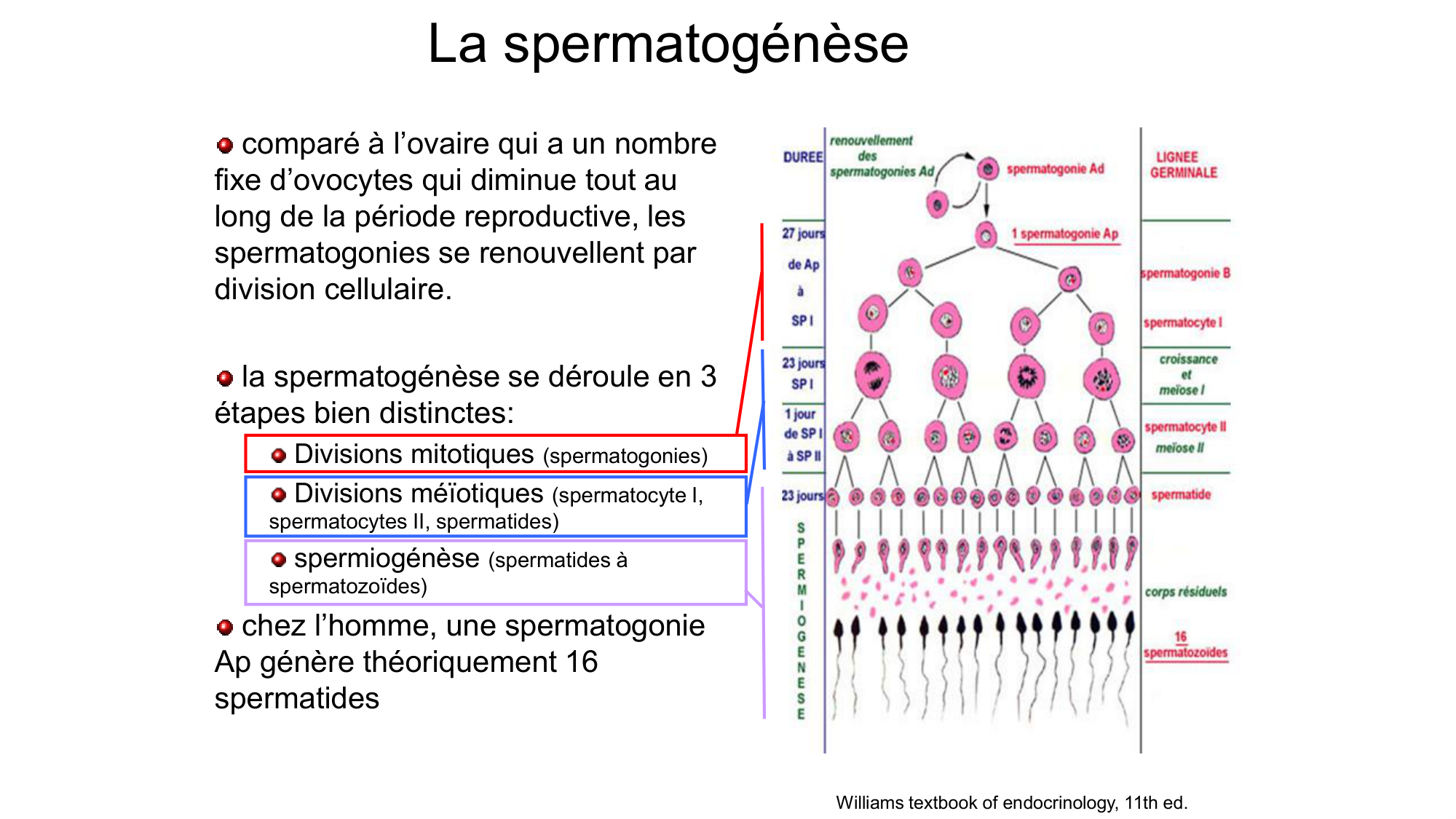 Gamétogenèse page 18