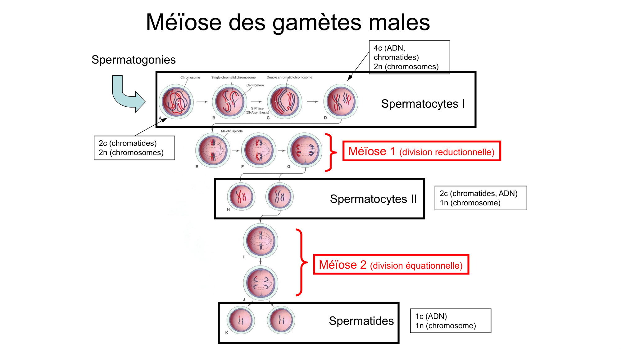 Gamétogenèse page 19