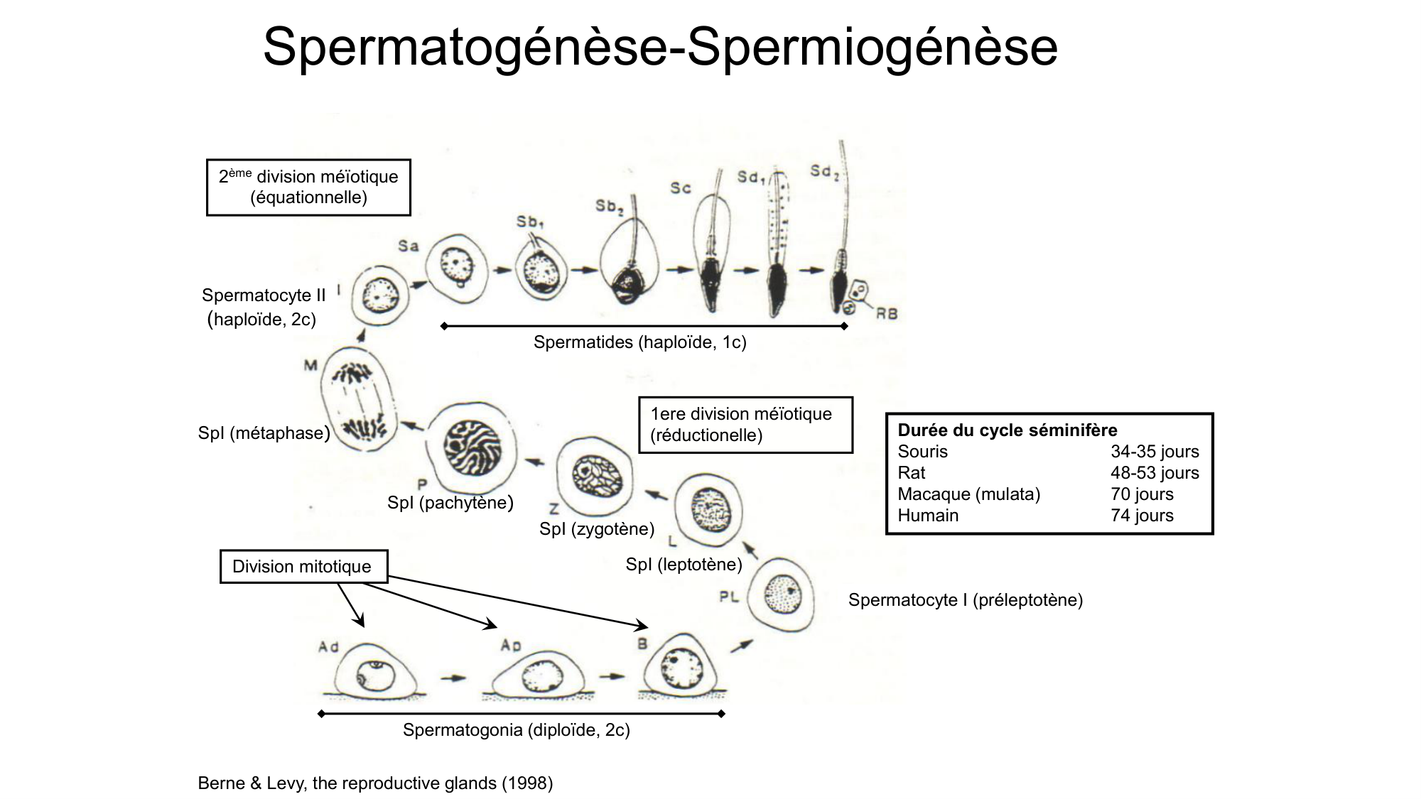 Gamétogenèse page 20