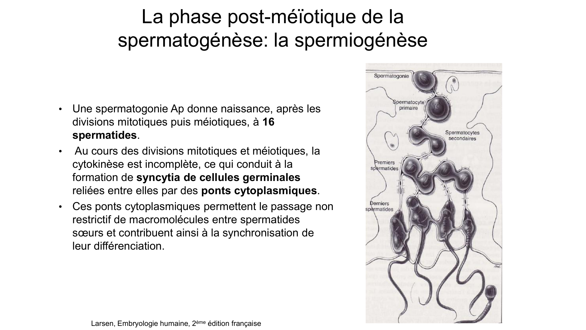 Gamétogenèse page 21