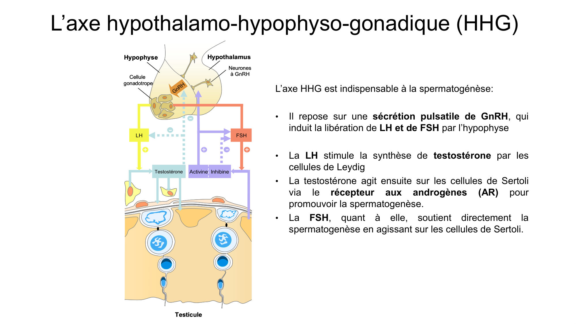 Gamétogenèse page 23