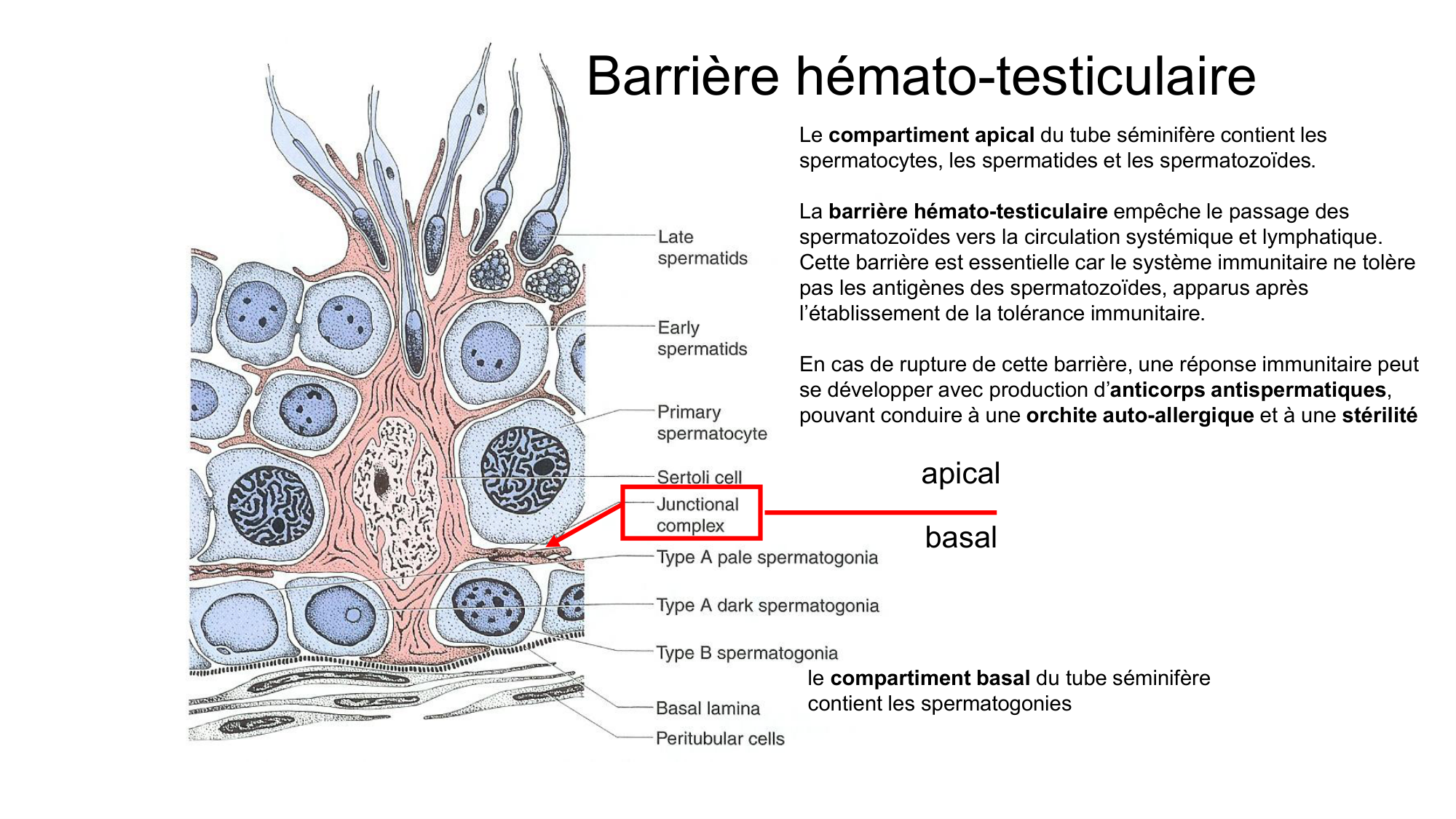 Gamétogenèse page 25