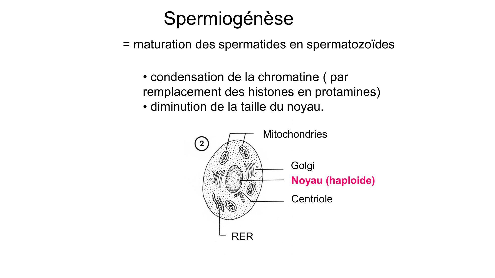 Gamétogenèse page 26