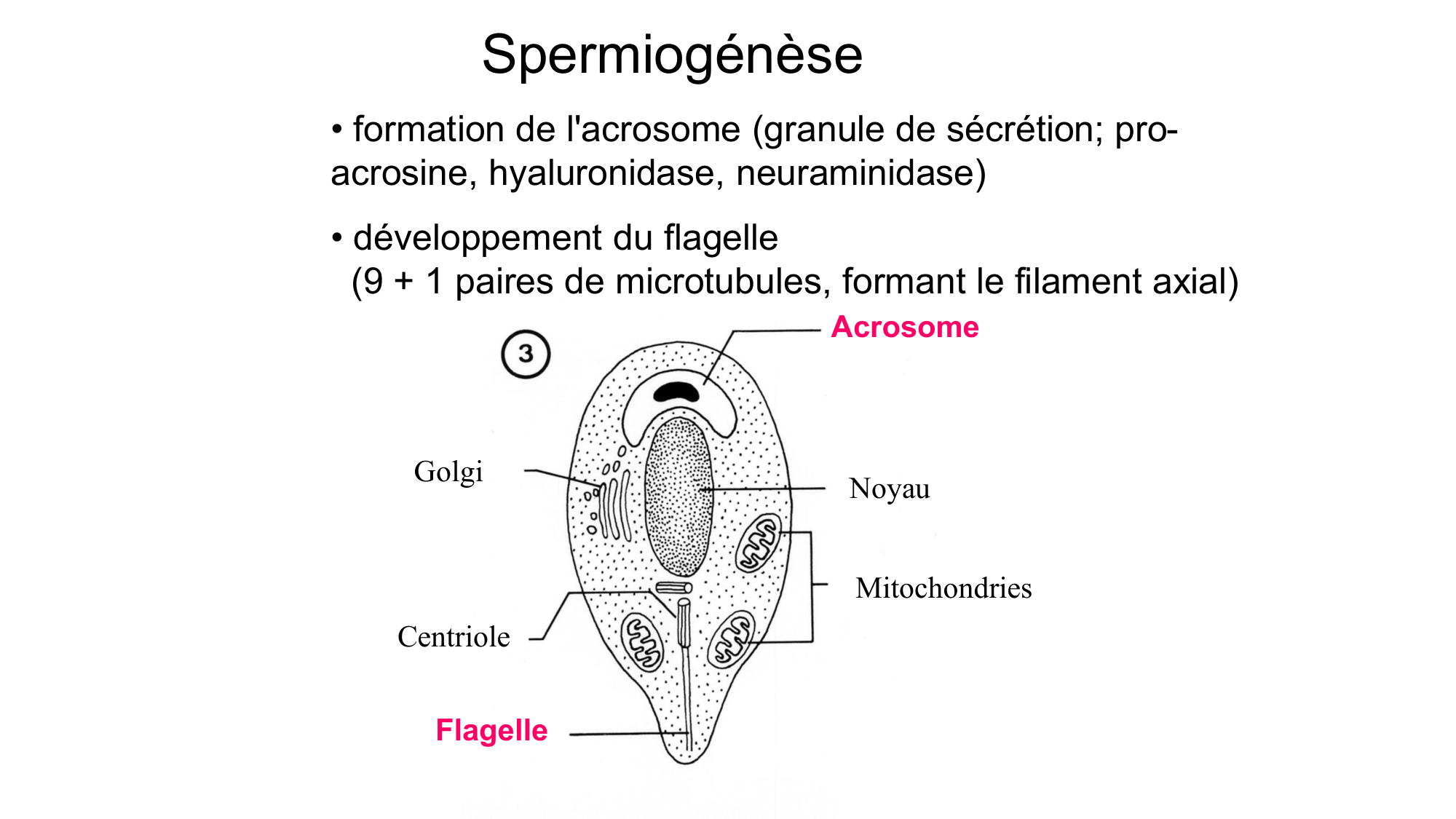 Gamétogenèse page 27