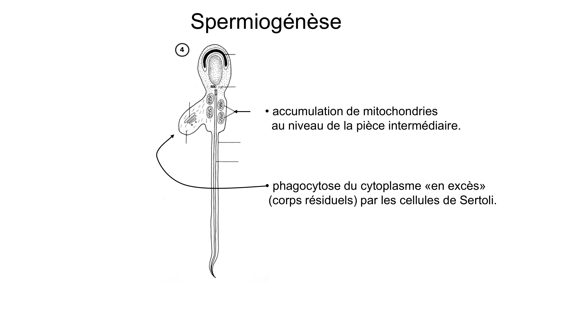 Gamétogenèse page 28