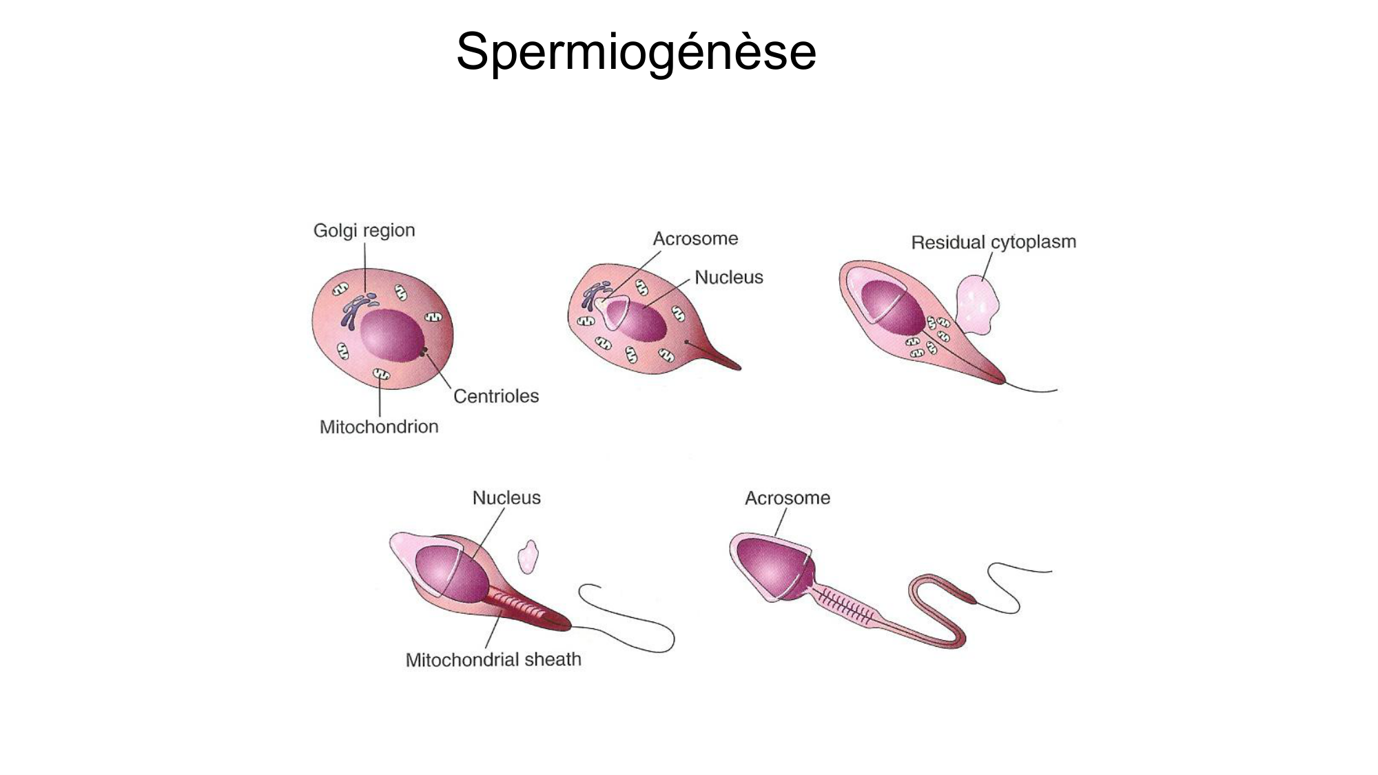 Gamétogenèse page 29