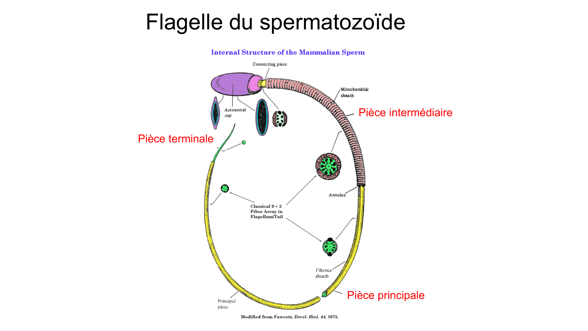 Gamétogenèse page 32