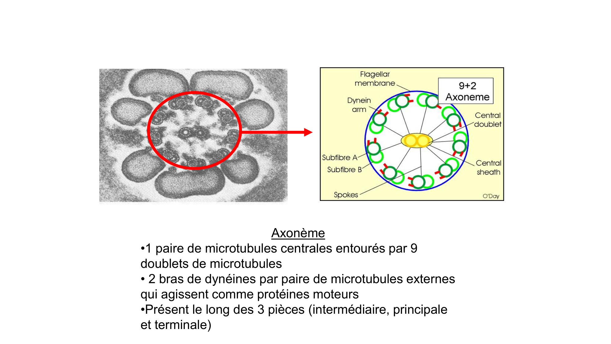 Gamétogenèse page 33