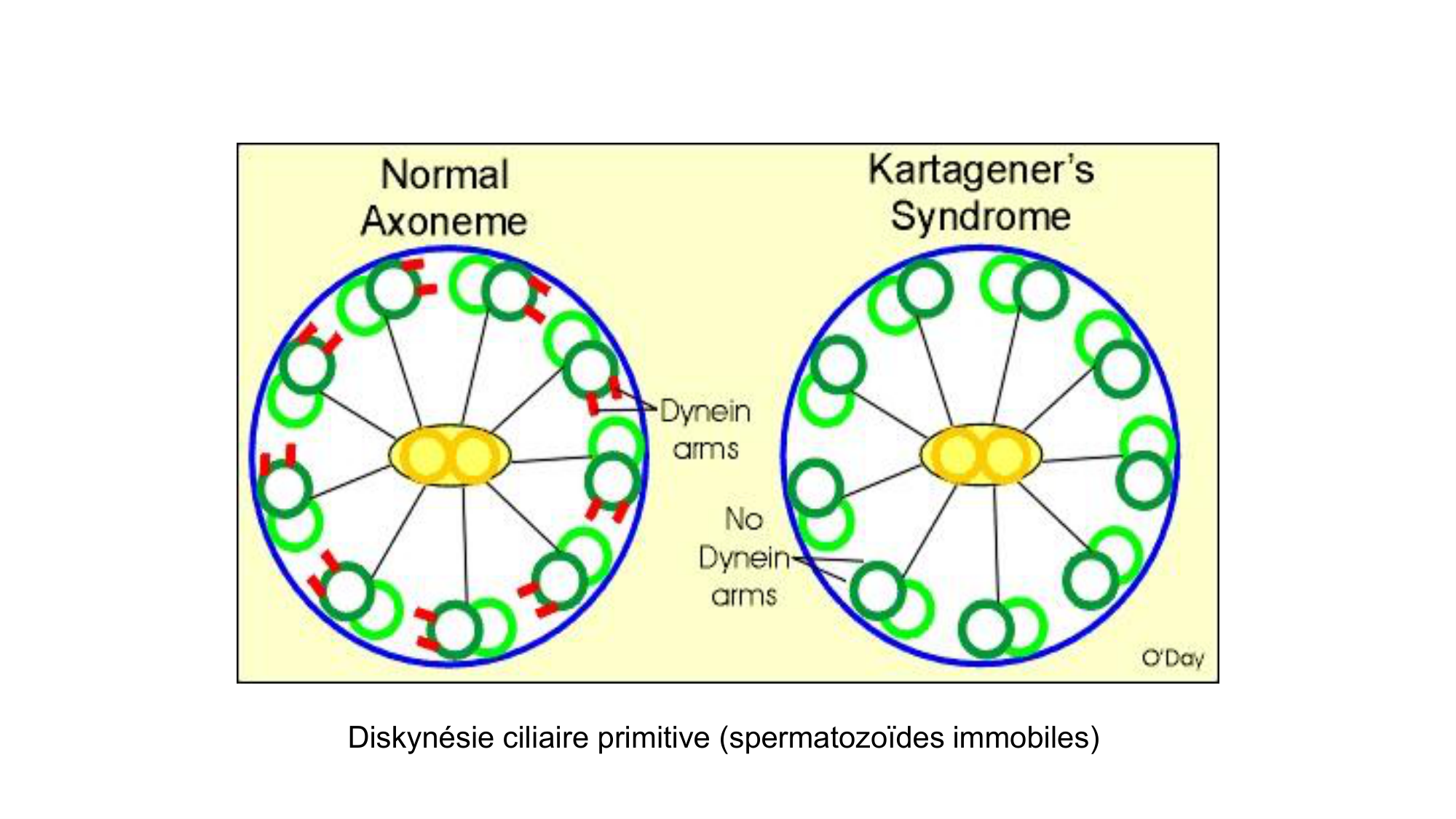 Gamétogenèse page 34