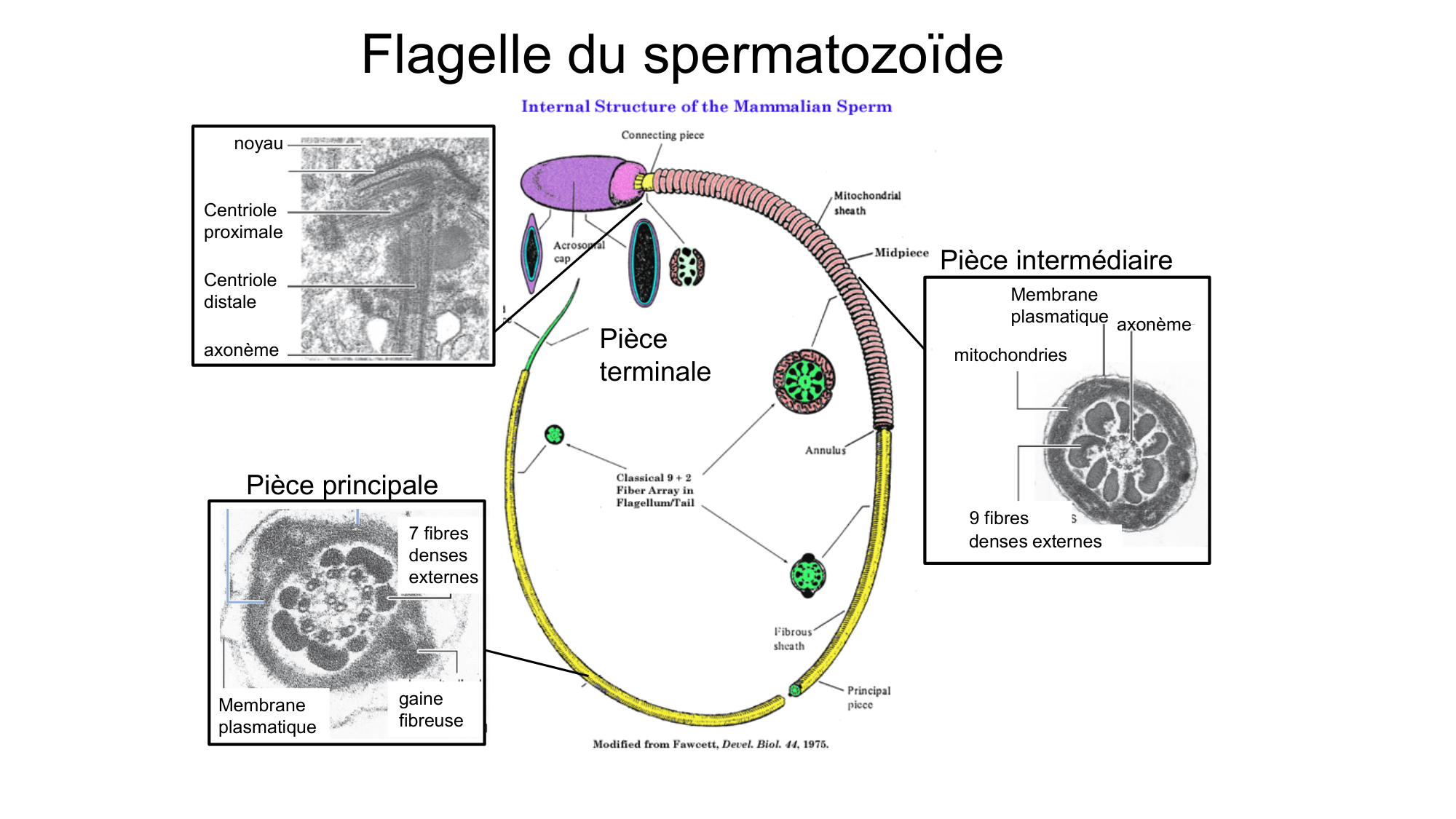Gamétogenèse page 35