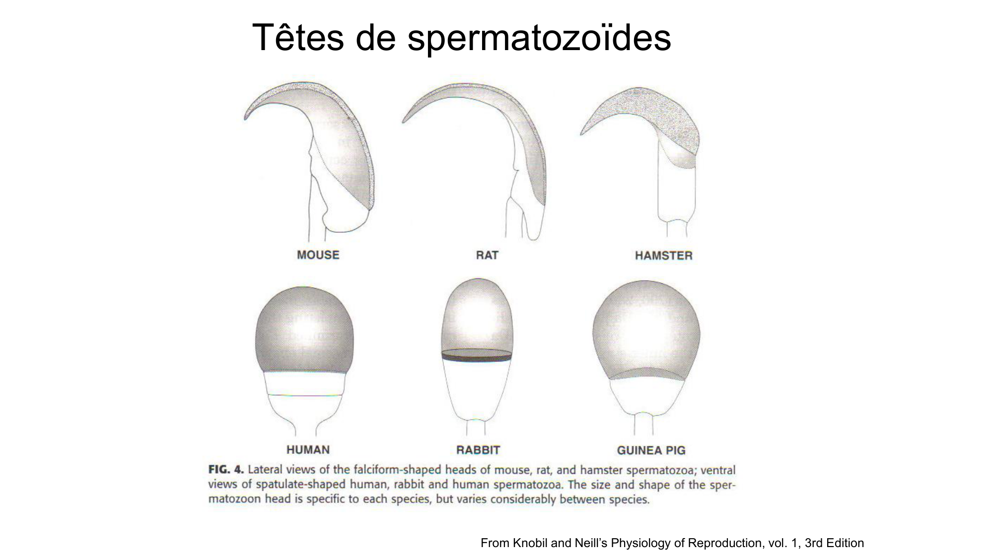 Gamétogenèse page 36
