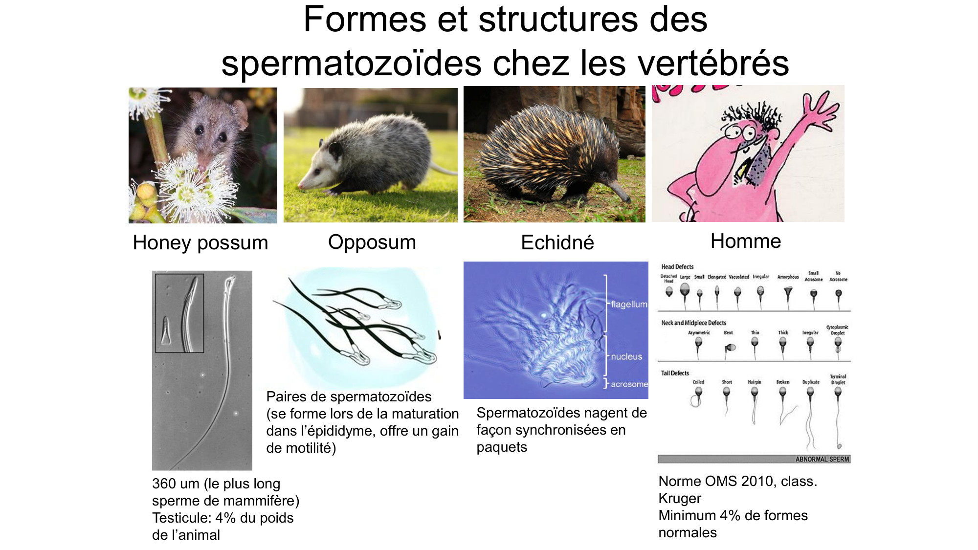 Gamétogenèse page 37