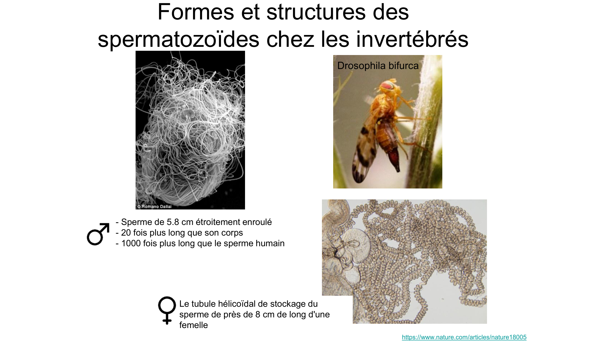 Gamétogenèse page 38