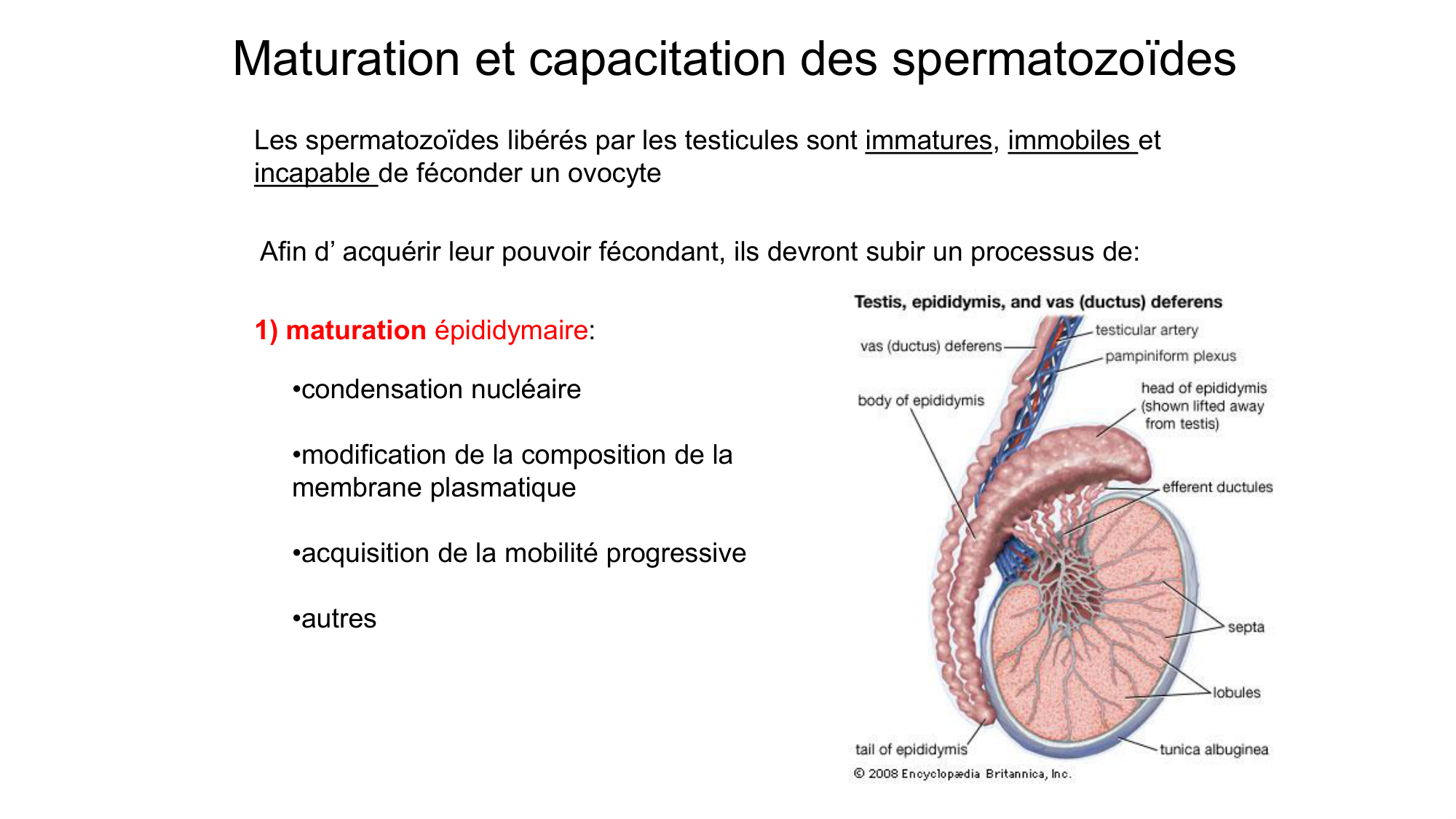 Gamétogenèse page 39