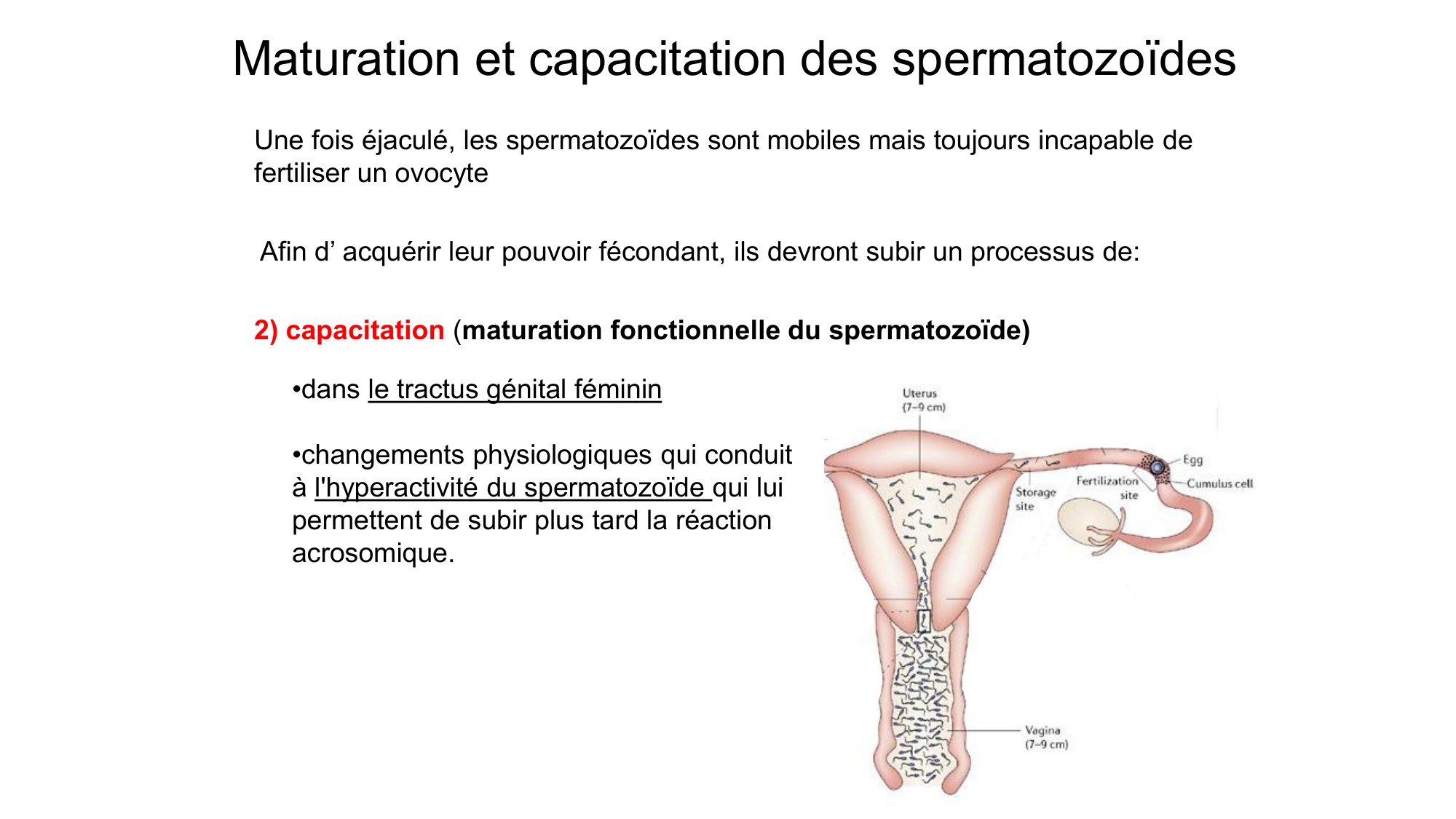 Gamétogenèse page 40