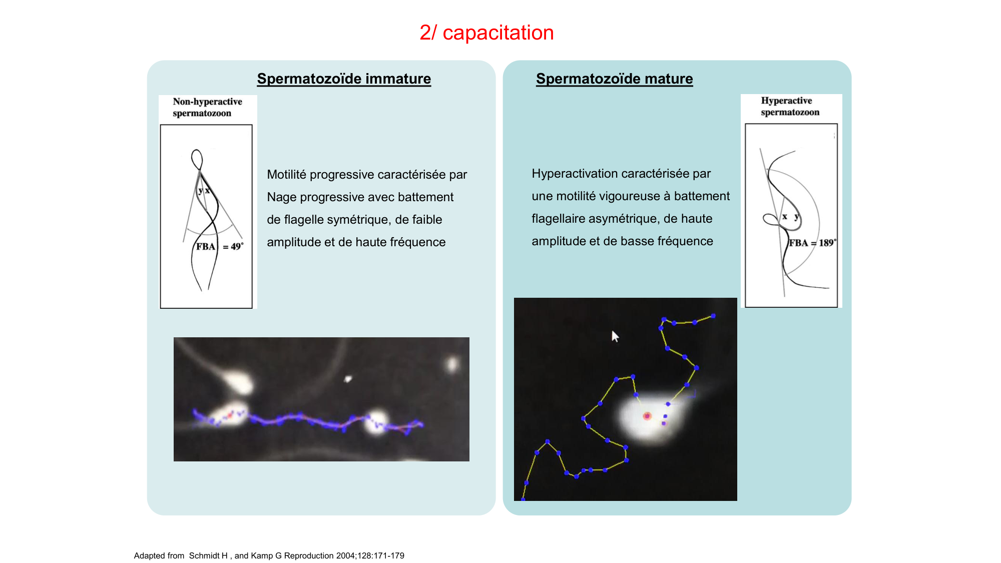 Gamétogenèse page 41