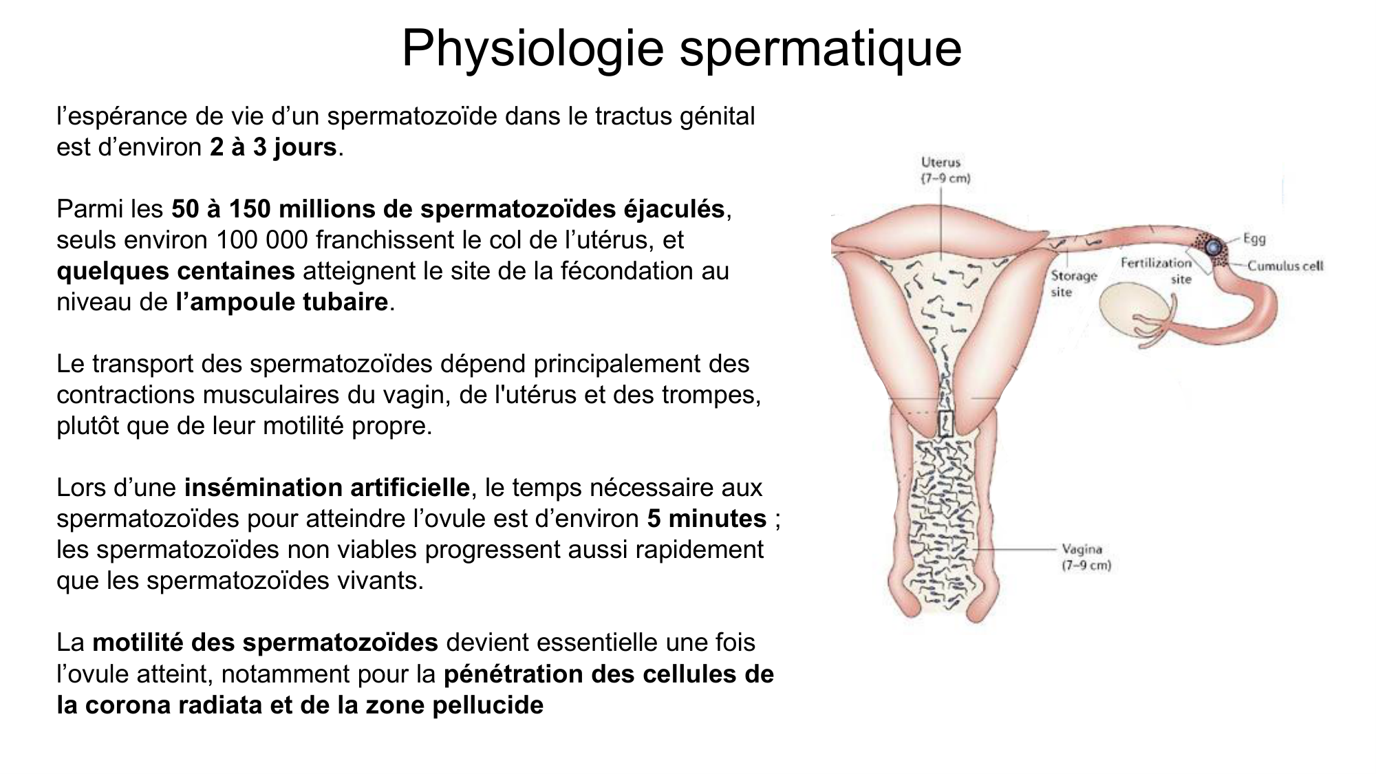 Gamétogenèse page 43